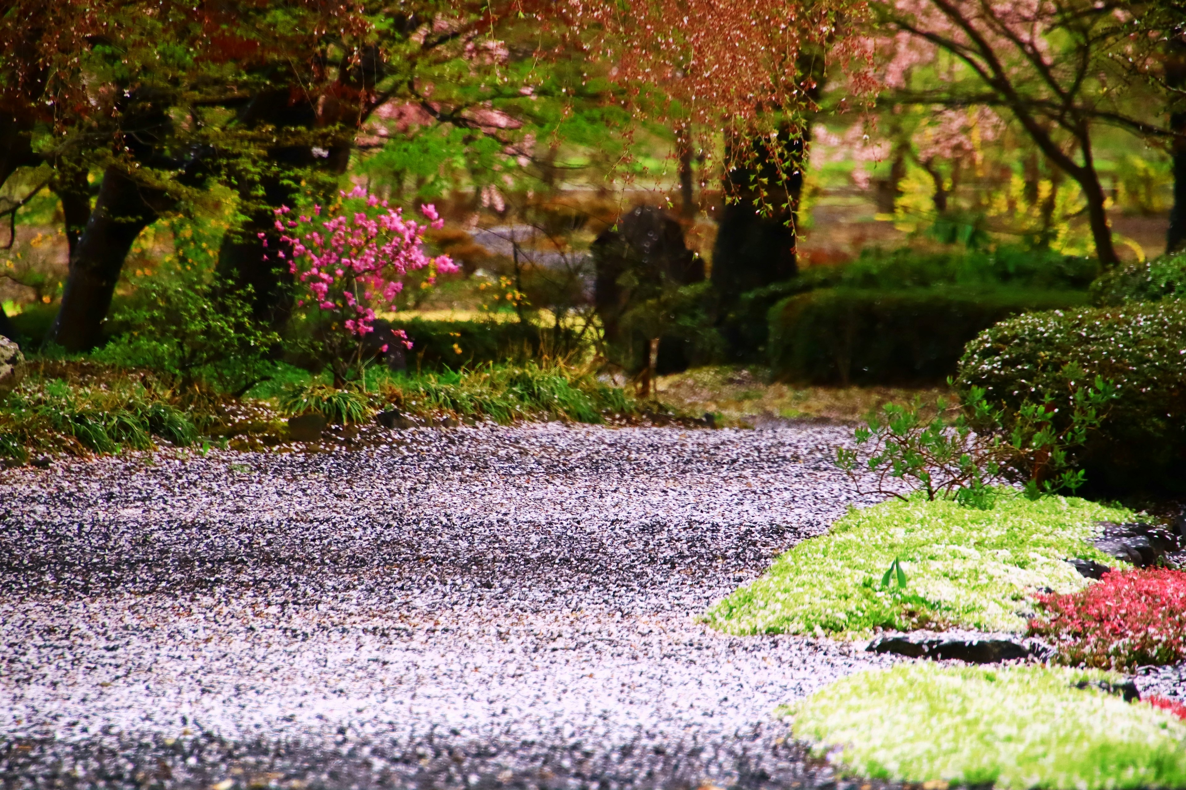 Weg in einem schönen Garten, bedeckt mit Kirschblütenblättern und grünem Gras