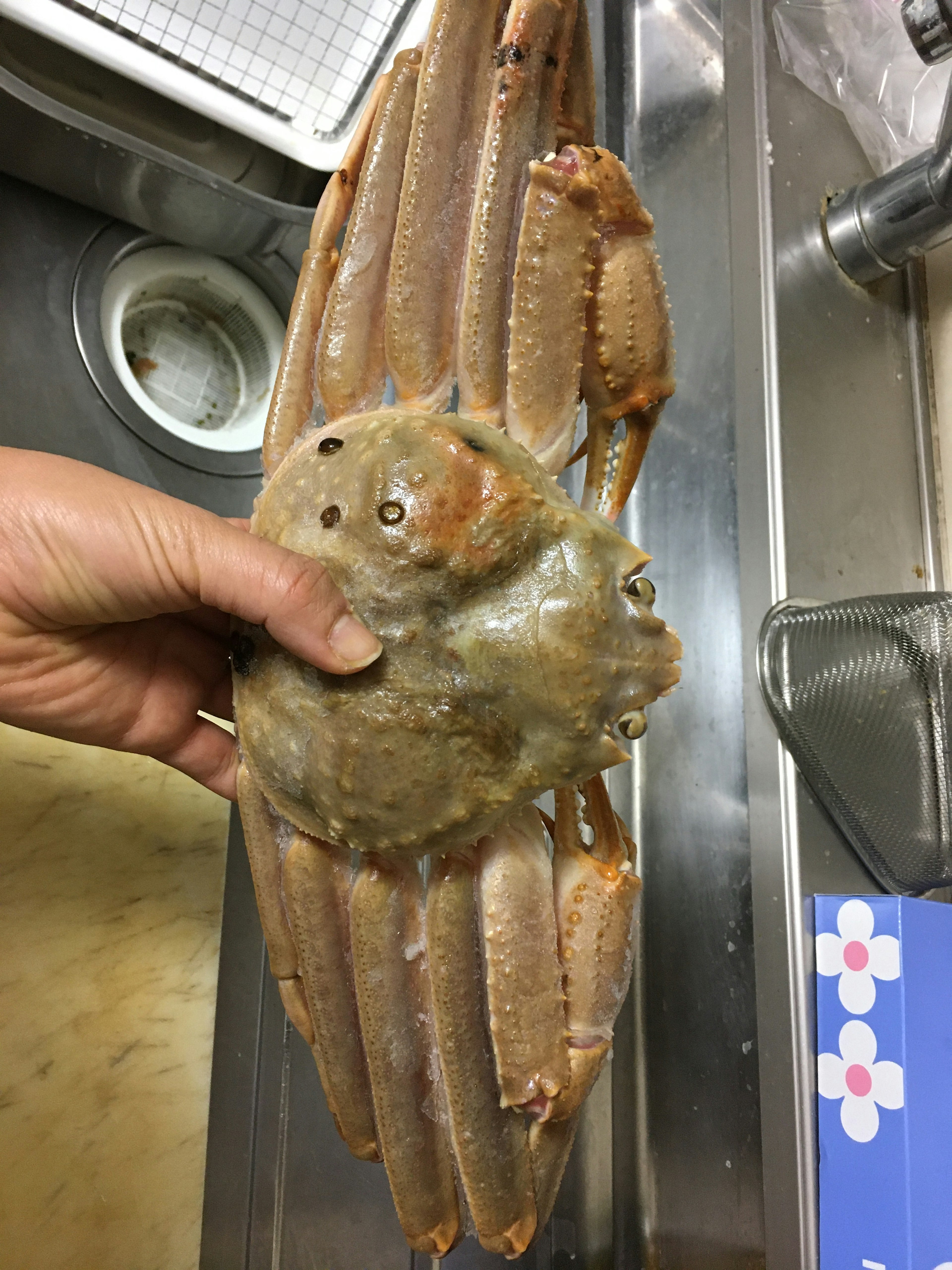 A large crab being held in a hand over a kitchen sink