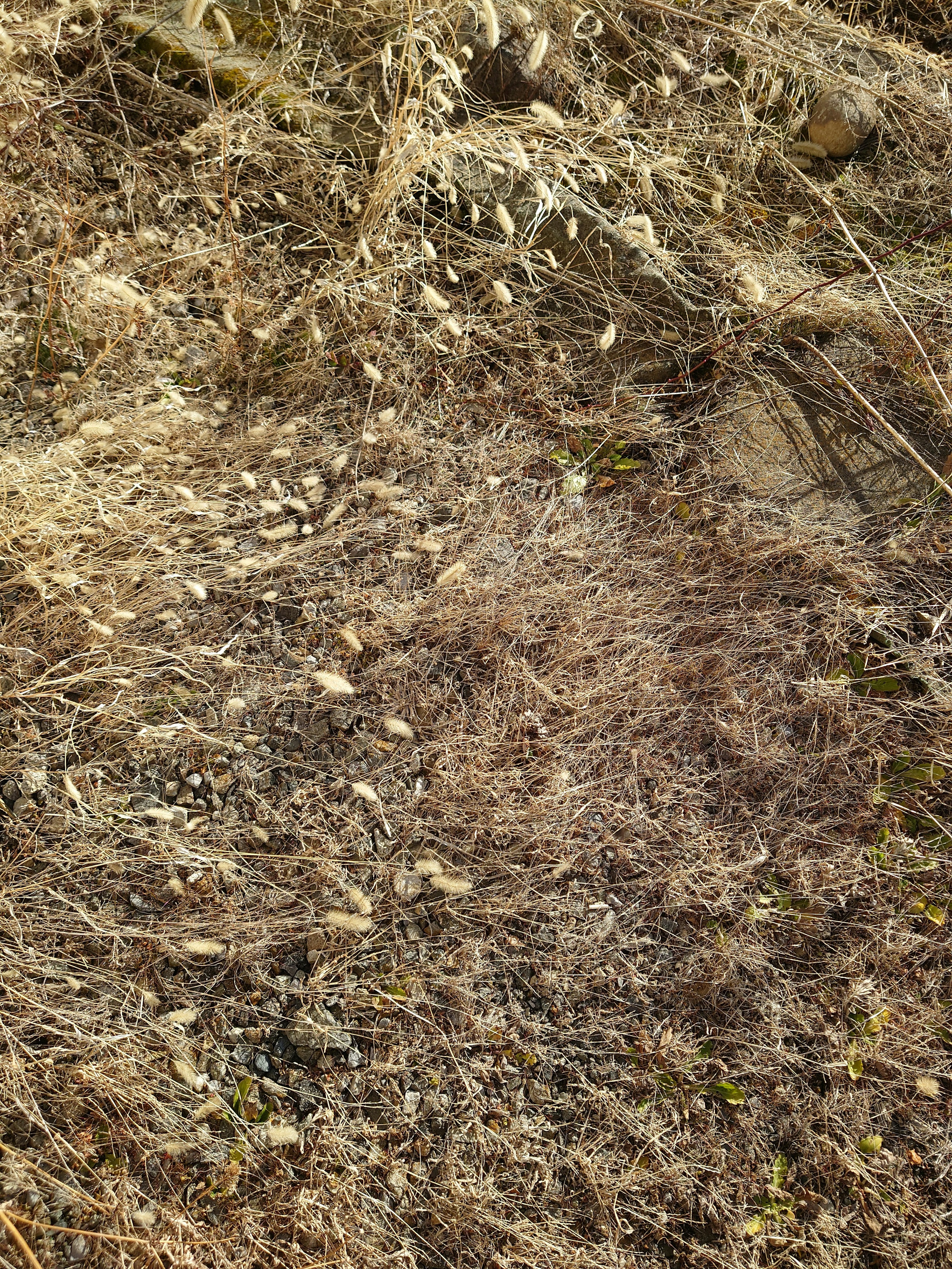 Image of dry grass and scattered small seeds on the ground