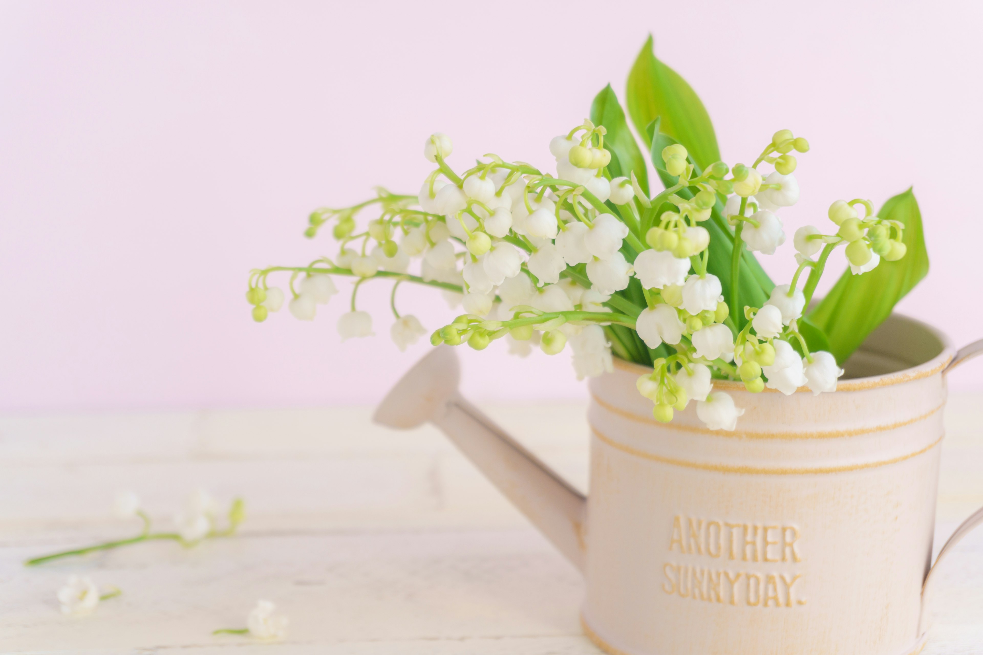 Arrosoir avec des fleurs blanches et des feuilles vertes sur fond rose