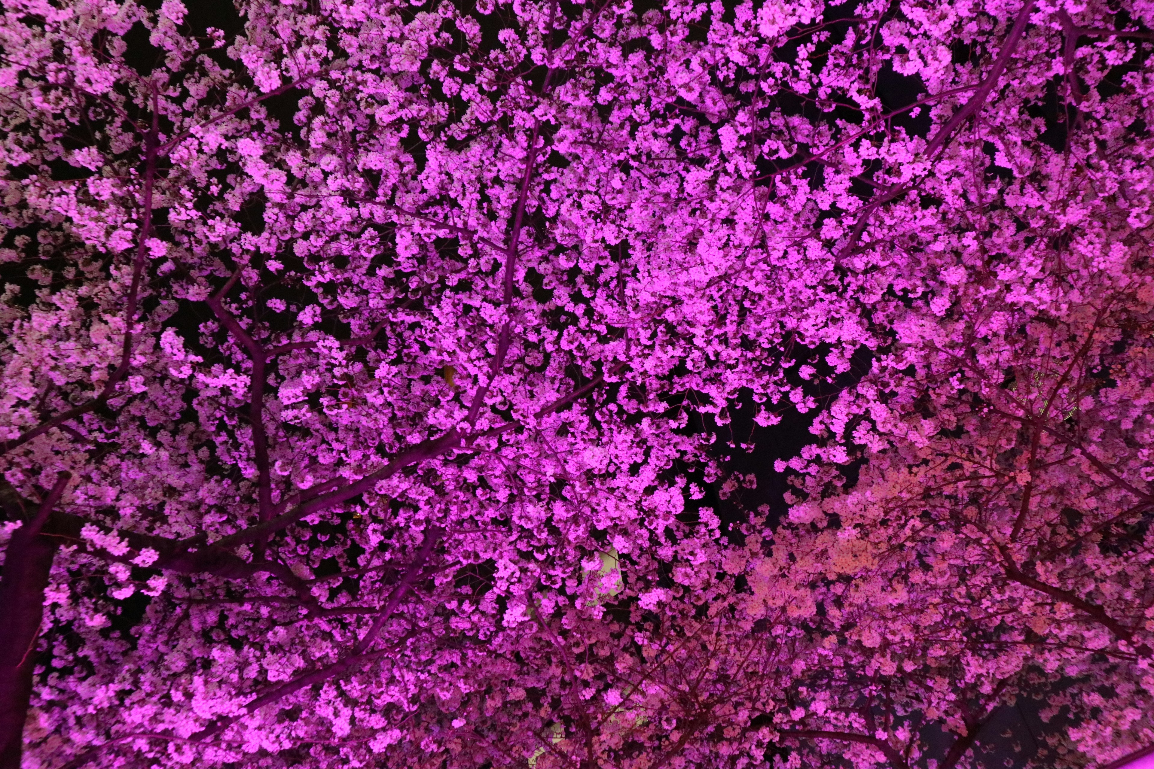 Flores de cerezo iluminadas en púrpura vibrante contra un cielo oscuro