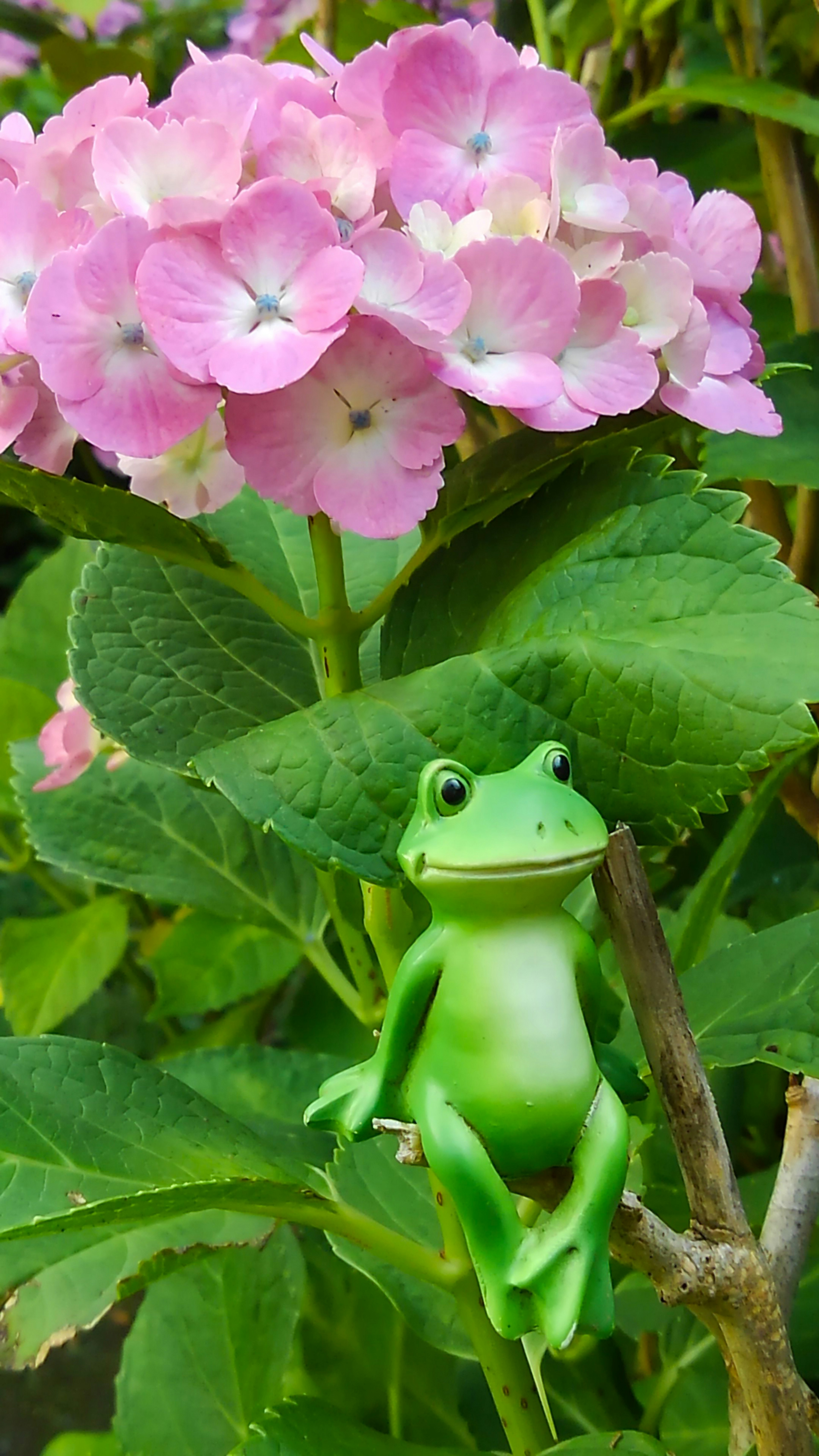 Seekor katak hijau duduk di dekat bunga pink