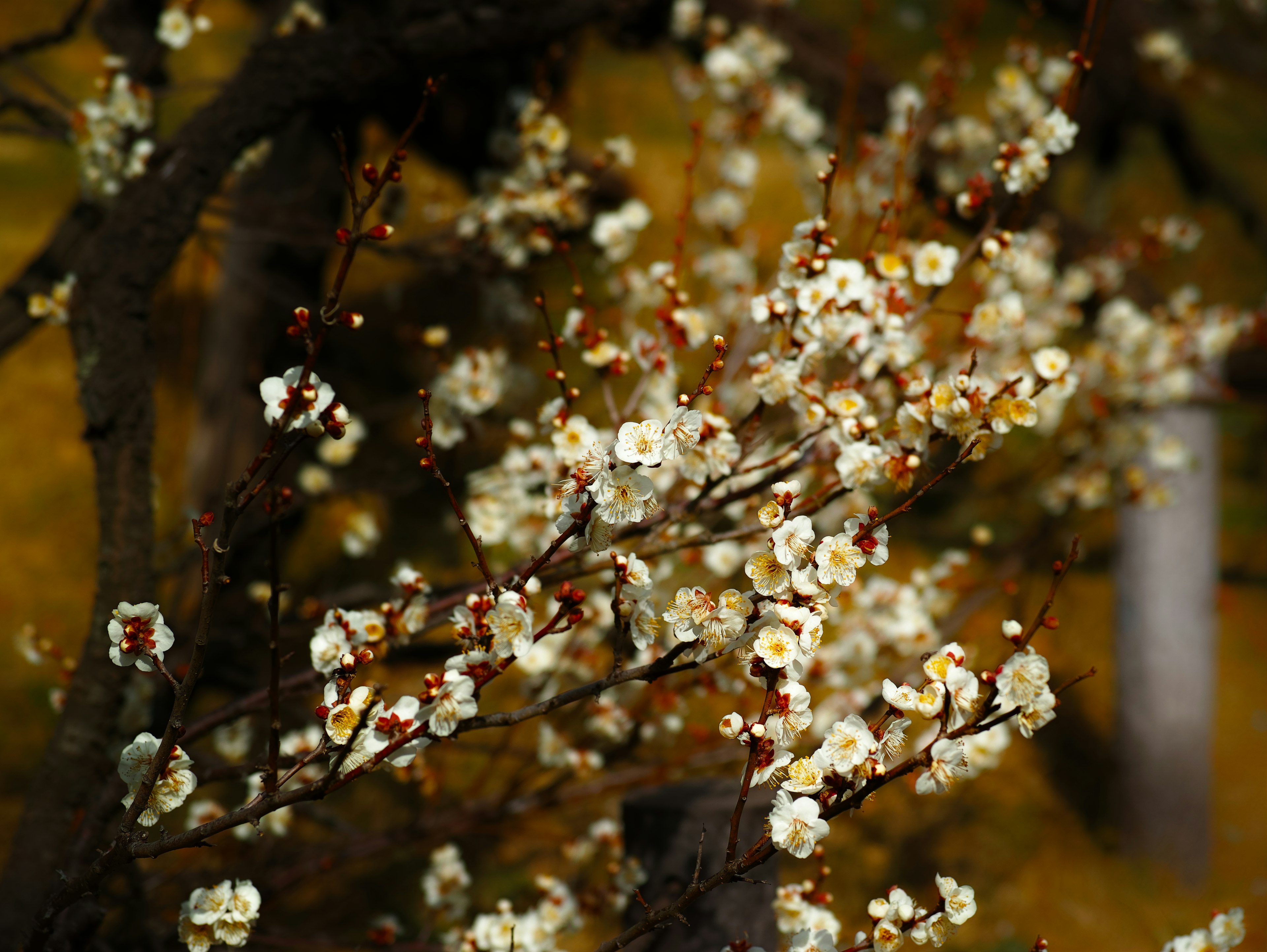 Nahaufnahme von Ästen mit weißen Blüten unscharfer Hintergrund