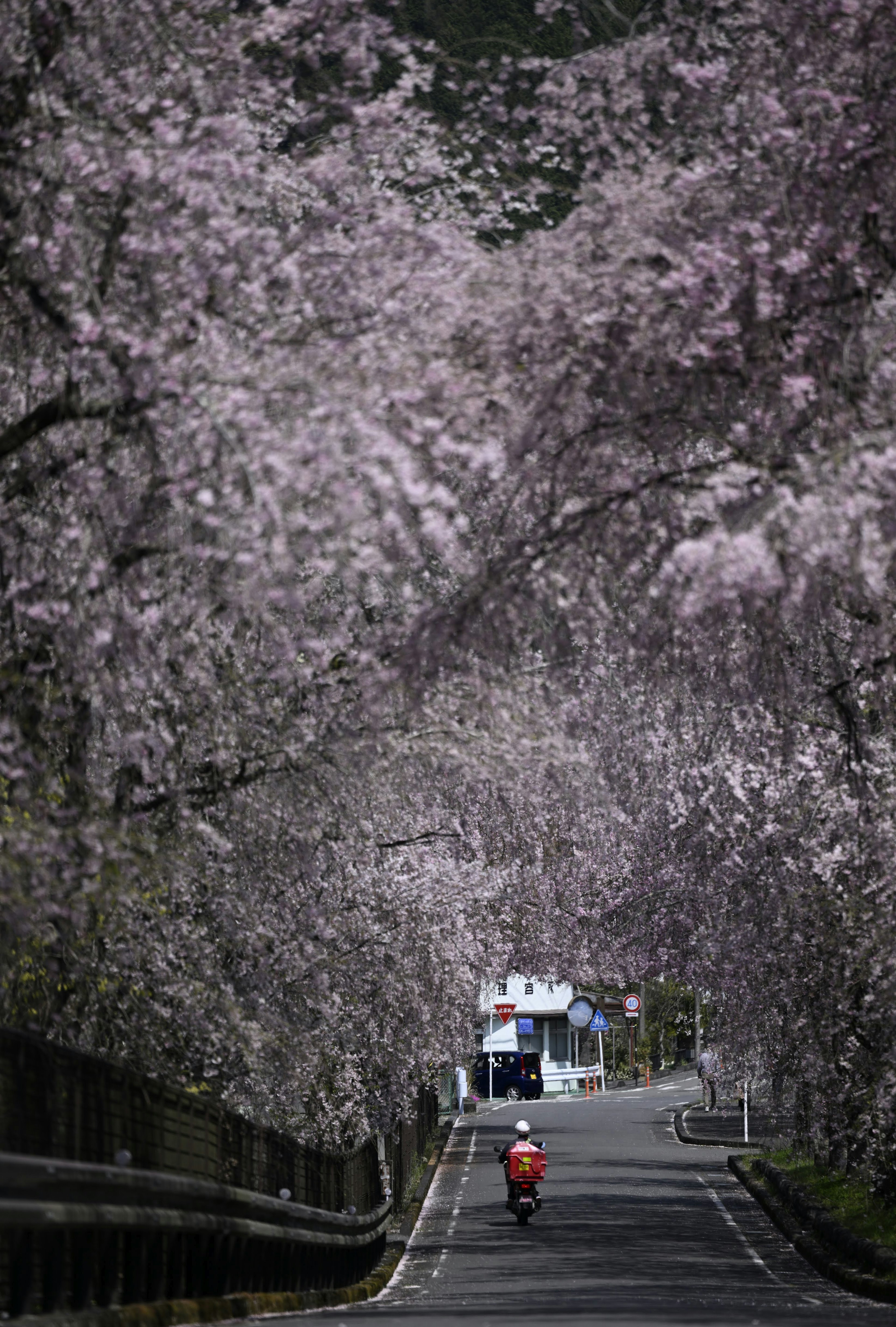 Una persona montando una bicicleta por una carretera flanqueada por cerezos en flor