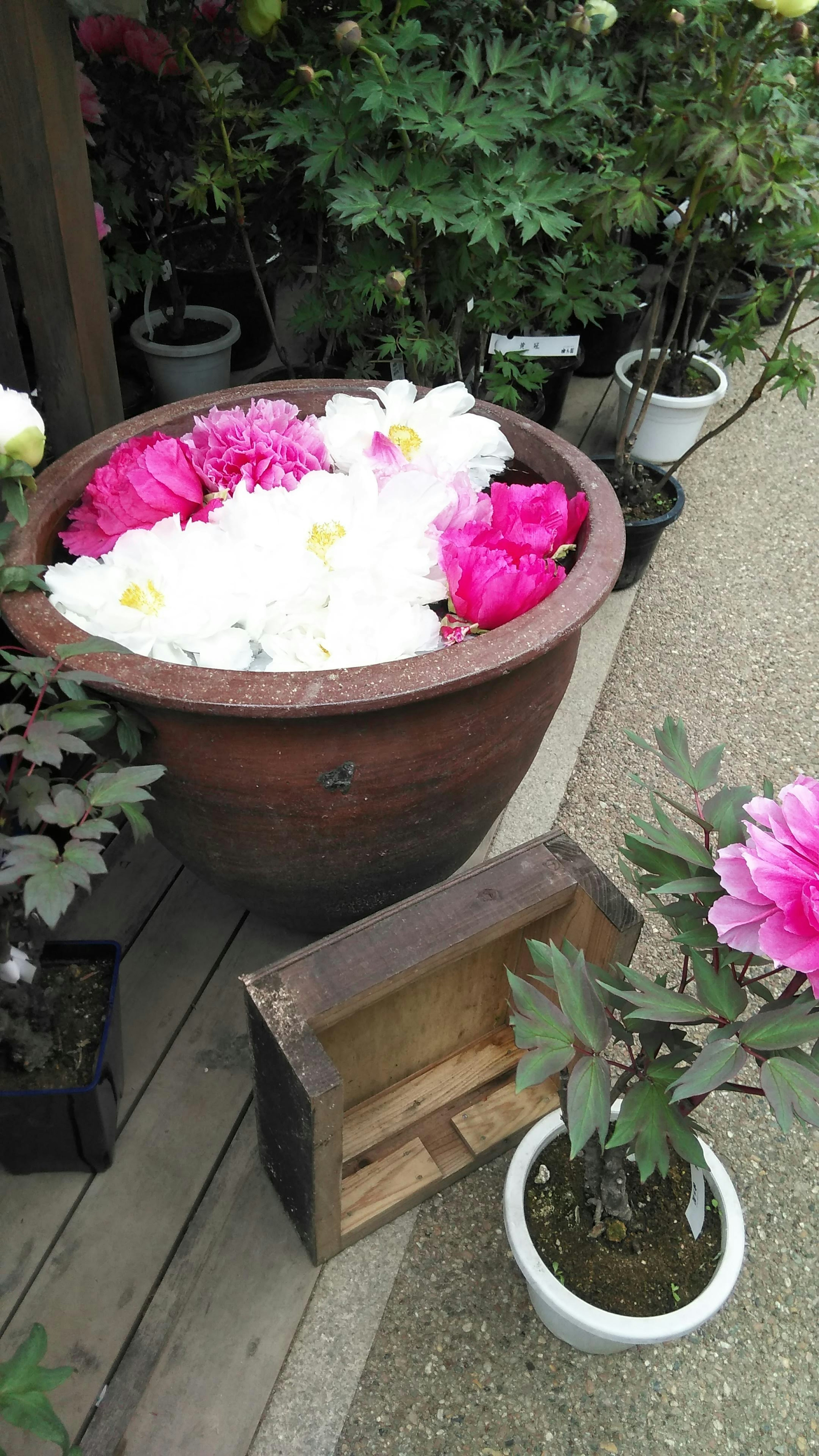 花が咲いた鉢と木箱のある庭の風景