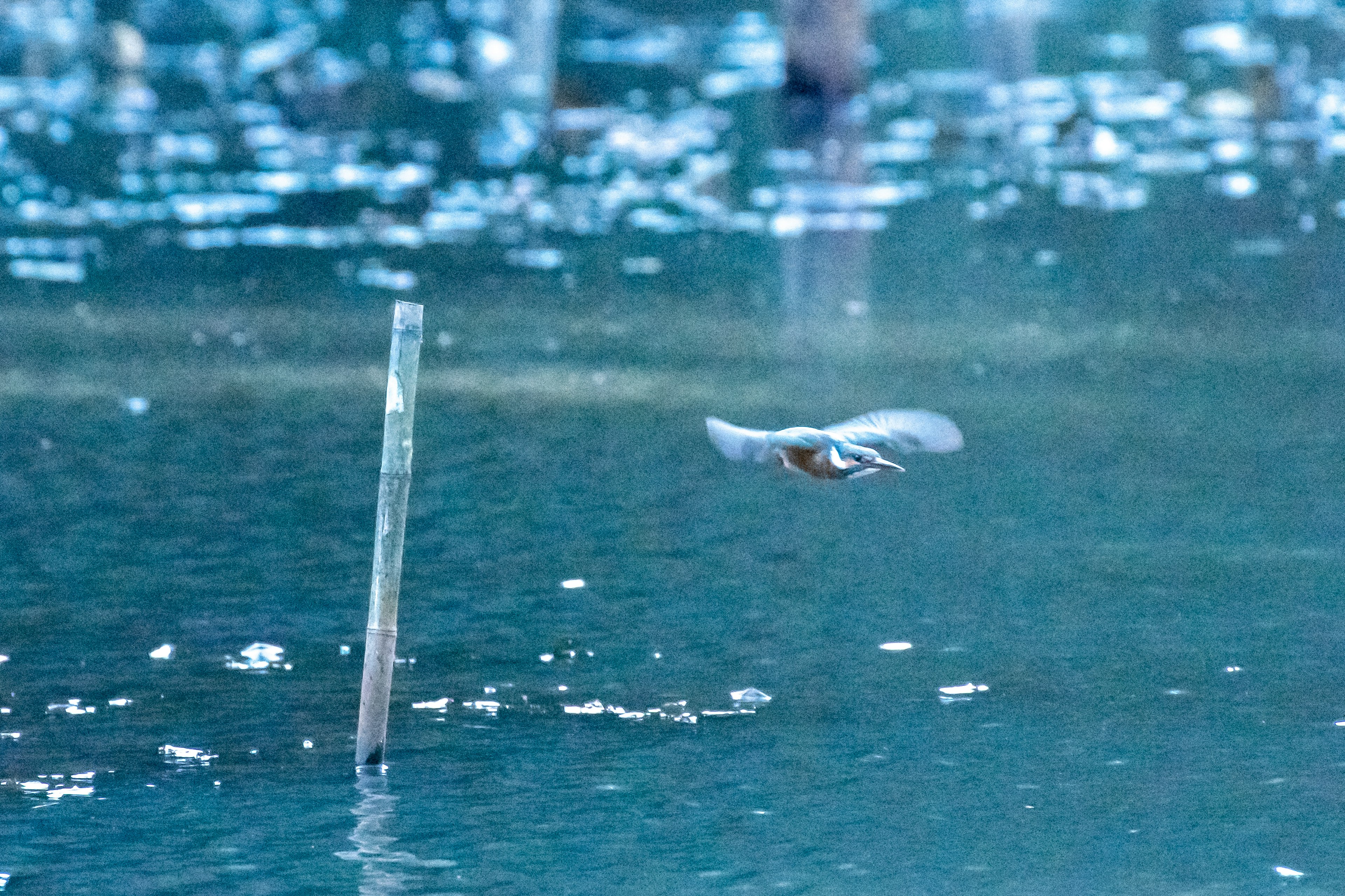 Ein Vogel fliegt über das Wasser mit einem Pfosten in der Nähe