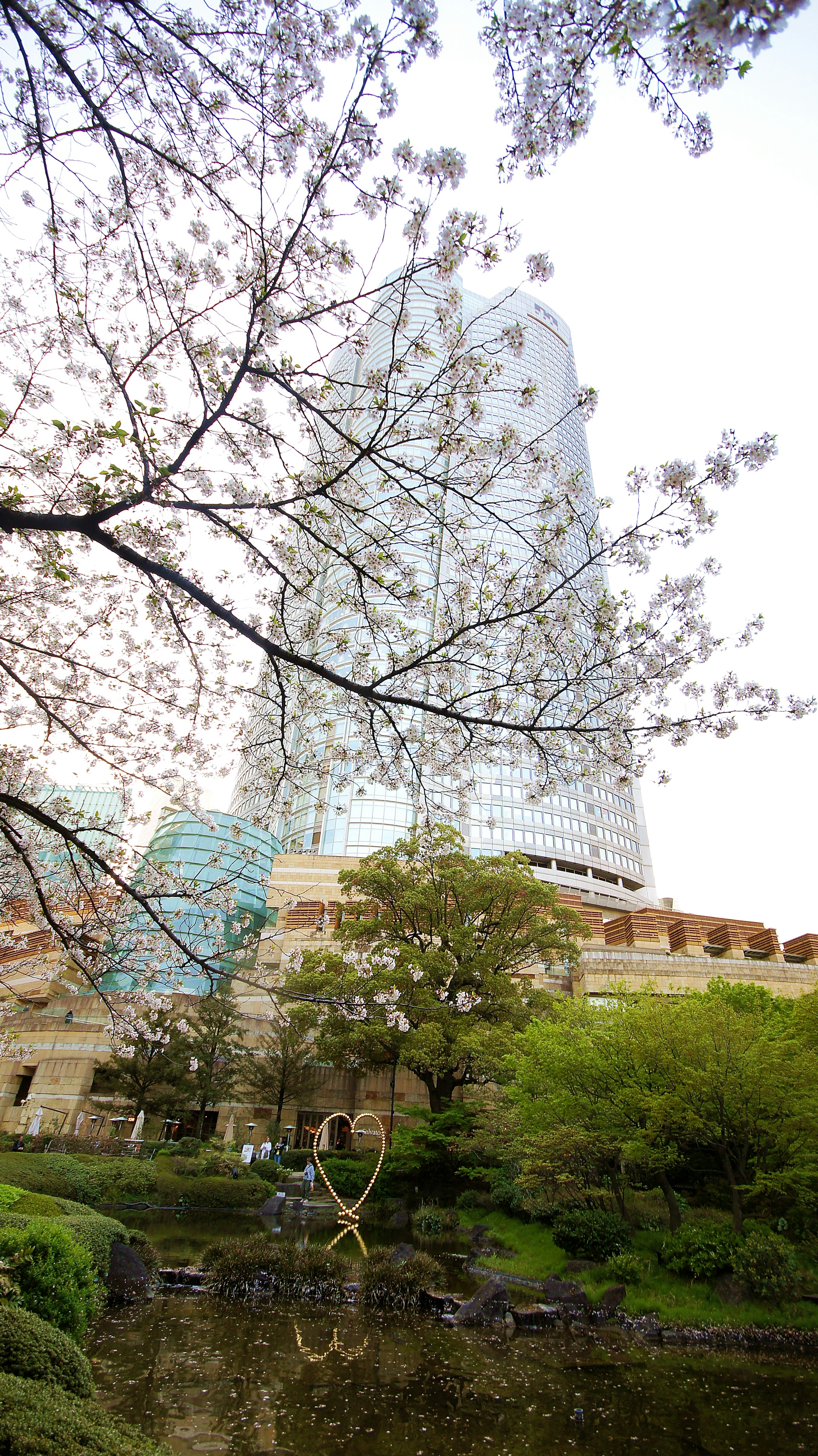 Beautiful park scene featuring cherry blossom trees and a skyscraper