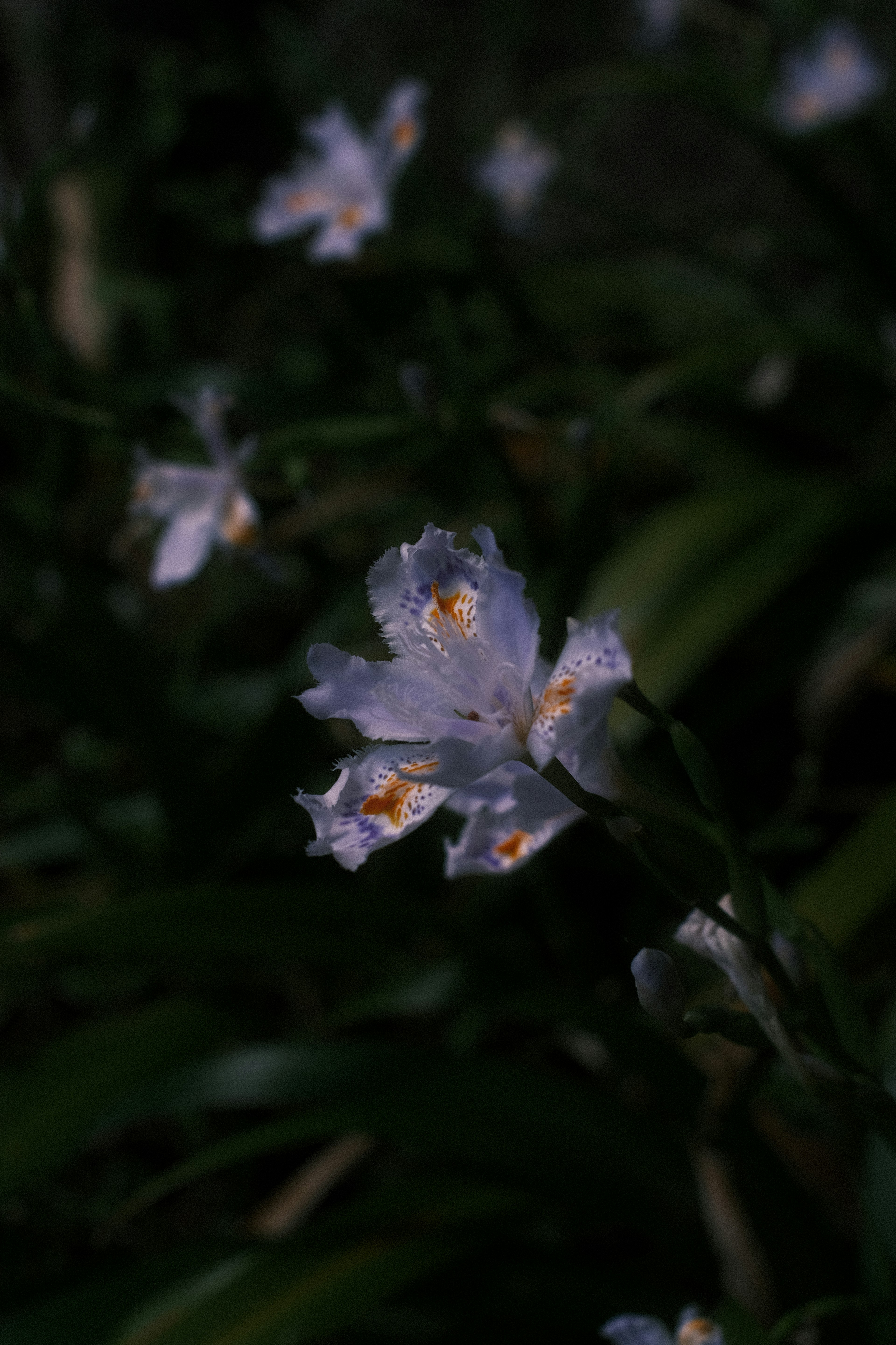 暗い背景に咲く淡い紫色の花と緑の葉