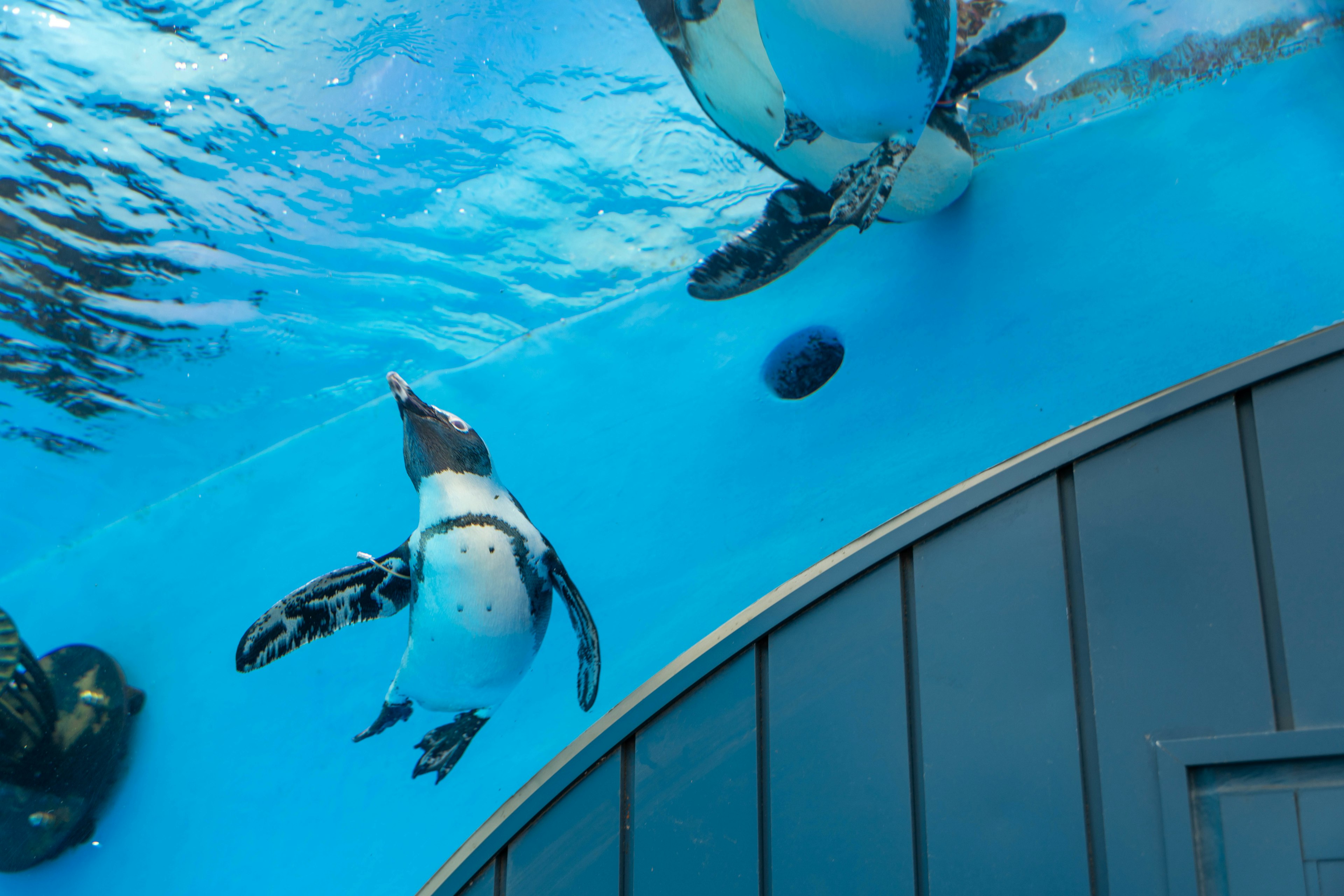 Pinguine schwimmen unter Wasser mit blauem Hintergrund