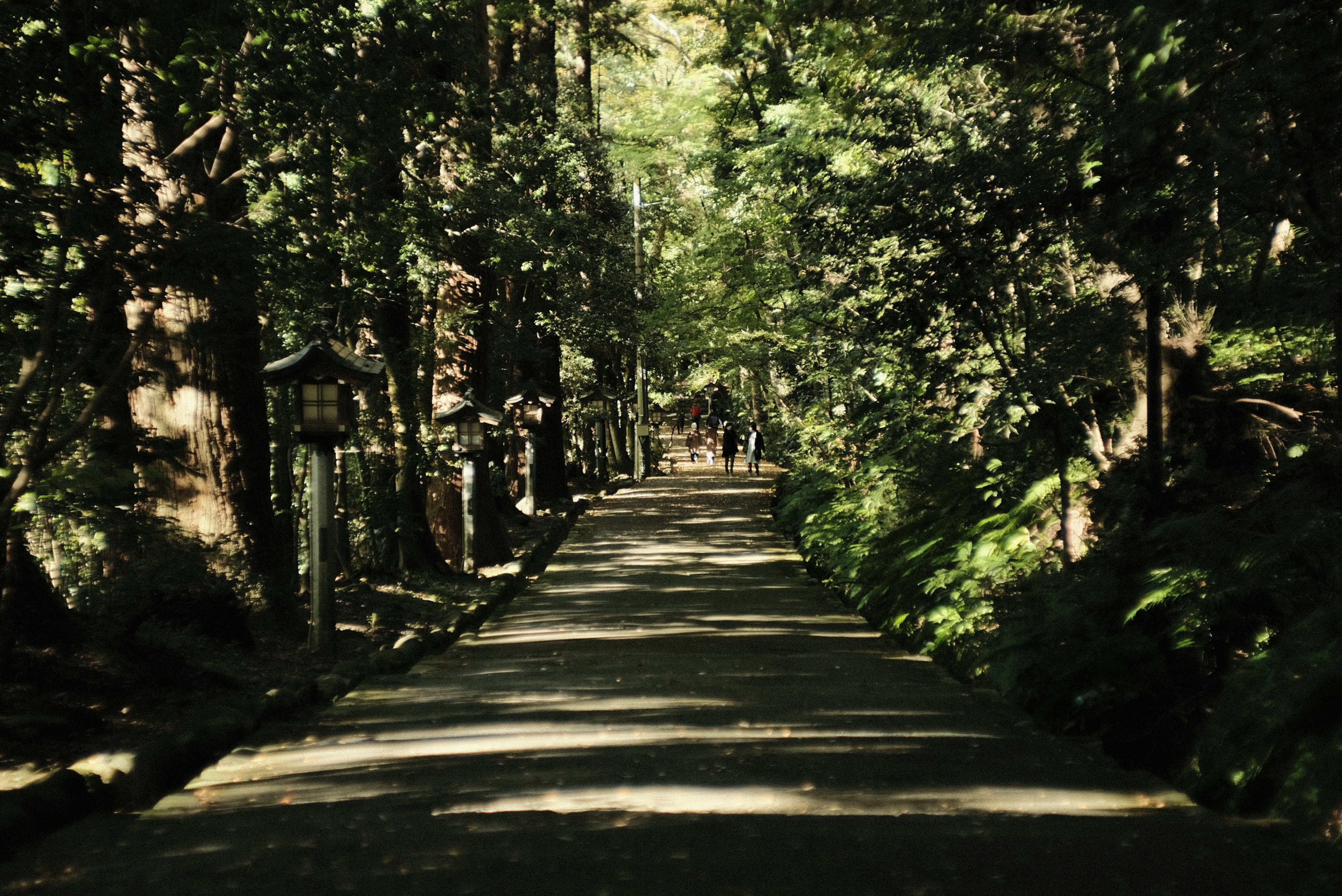 緑豊かな森の小道が続いている風景