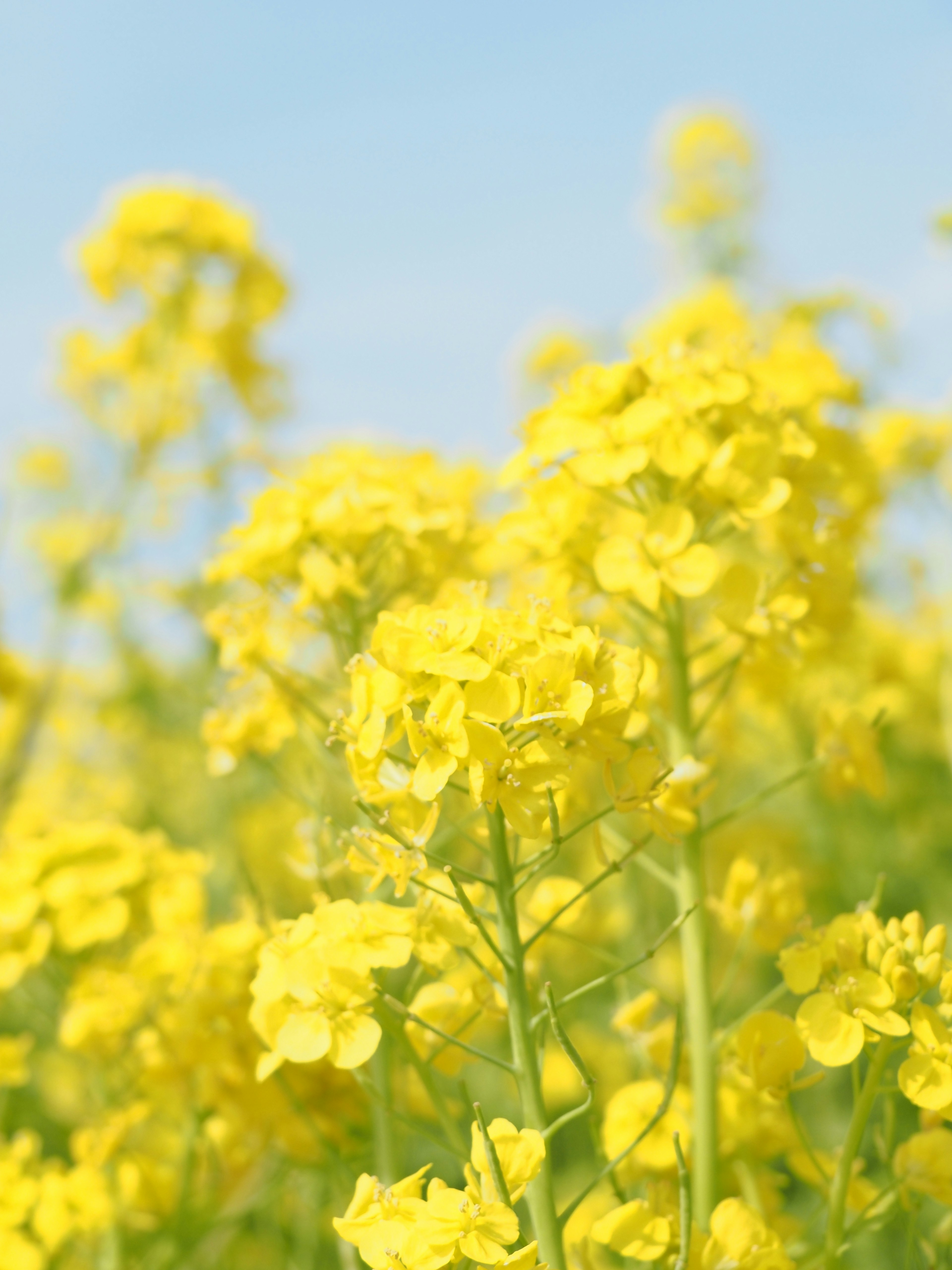 青空の下で咲く鮮やかな黄色の花々の群れ