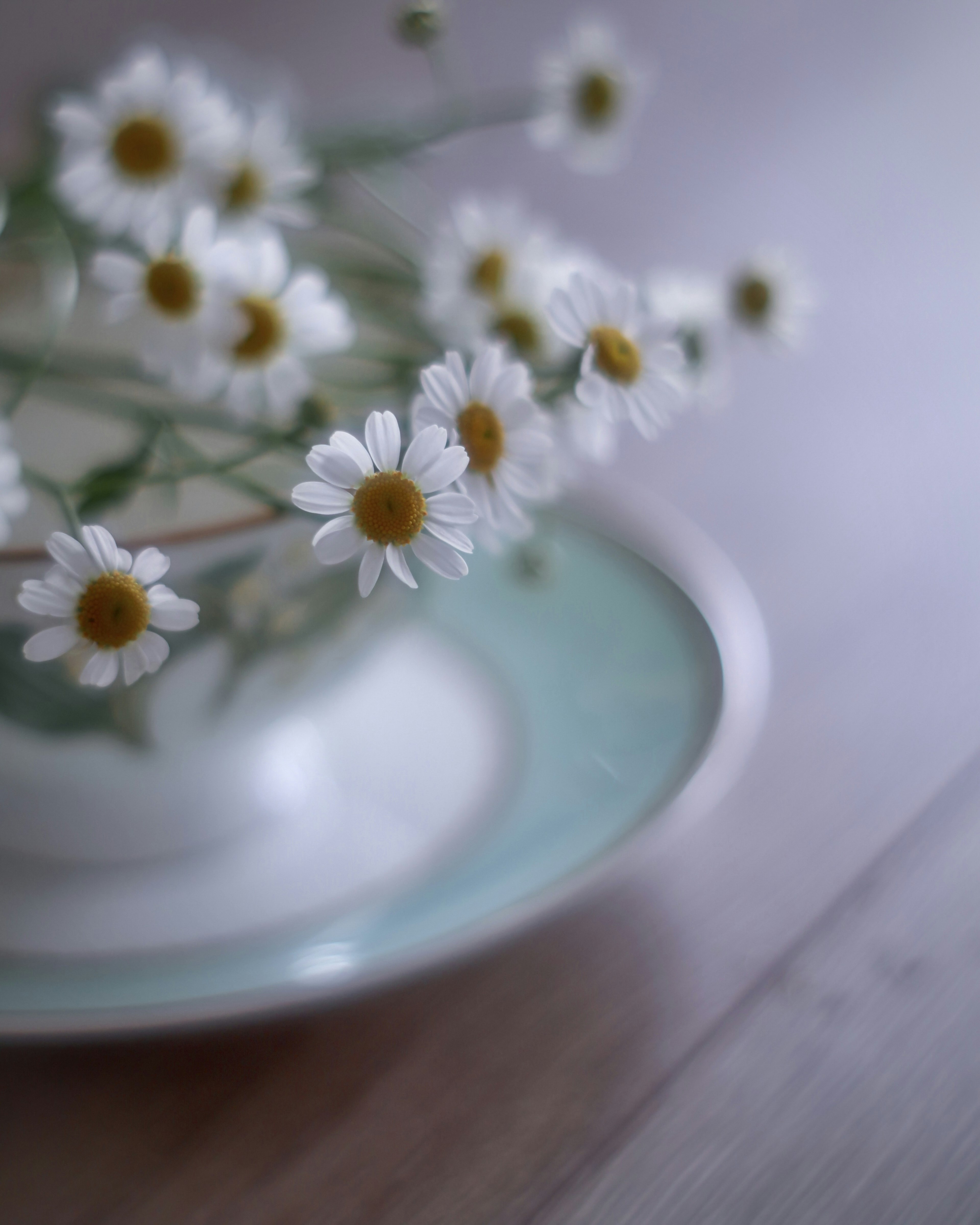 Marguerites blanches disposées dans un bol blanc avec un bord bleu clair