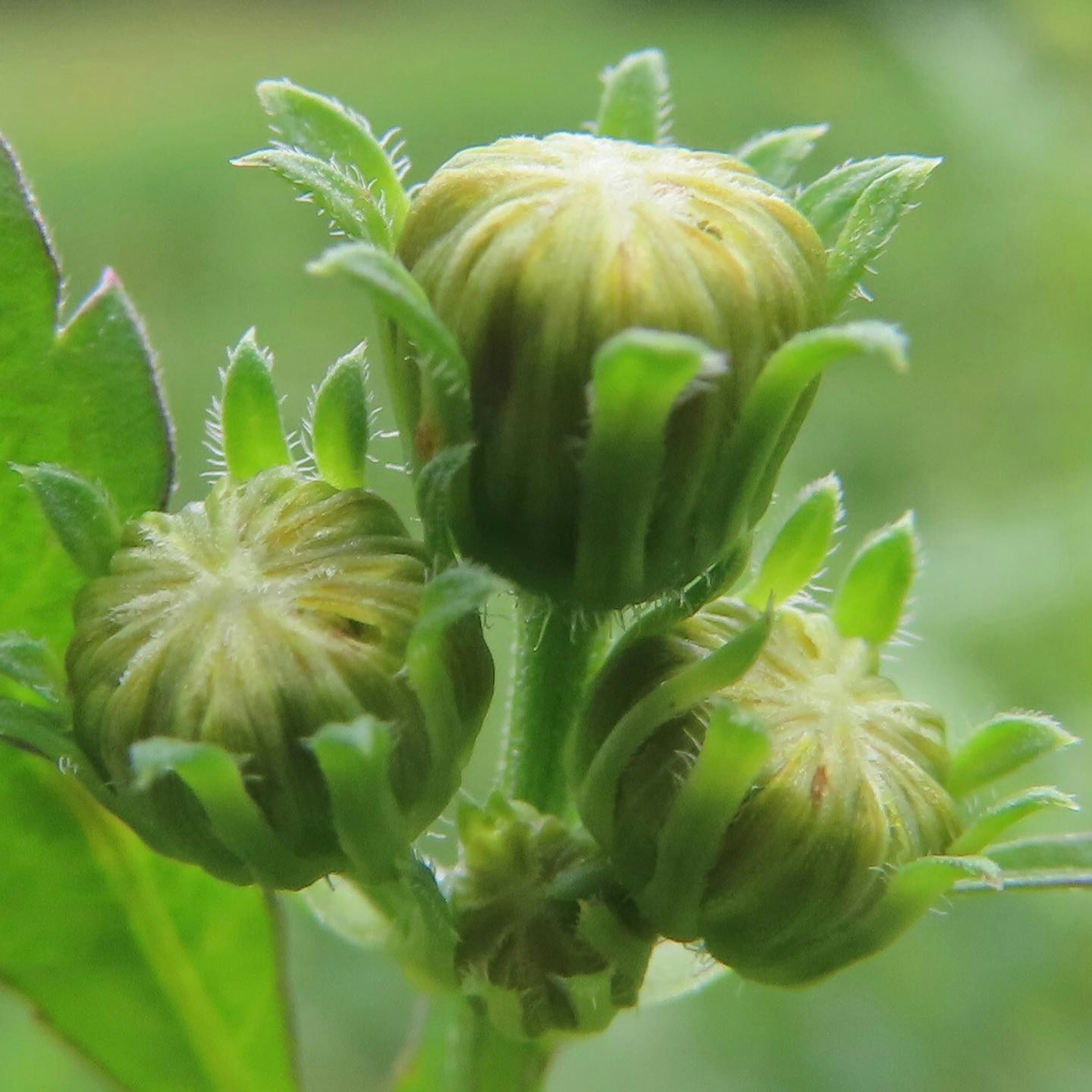 Gros plan de boutons verts entourés de feuilles