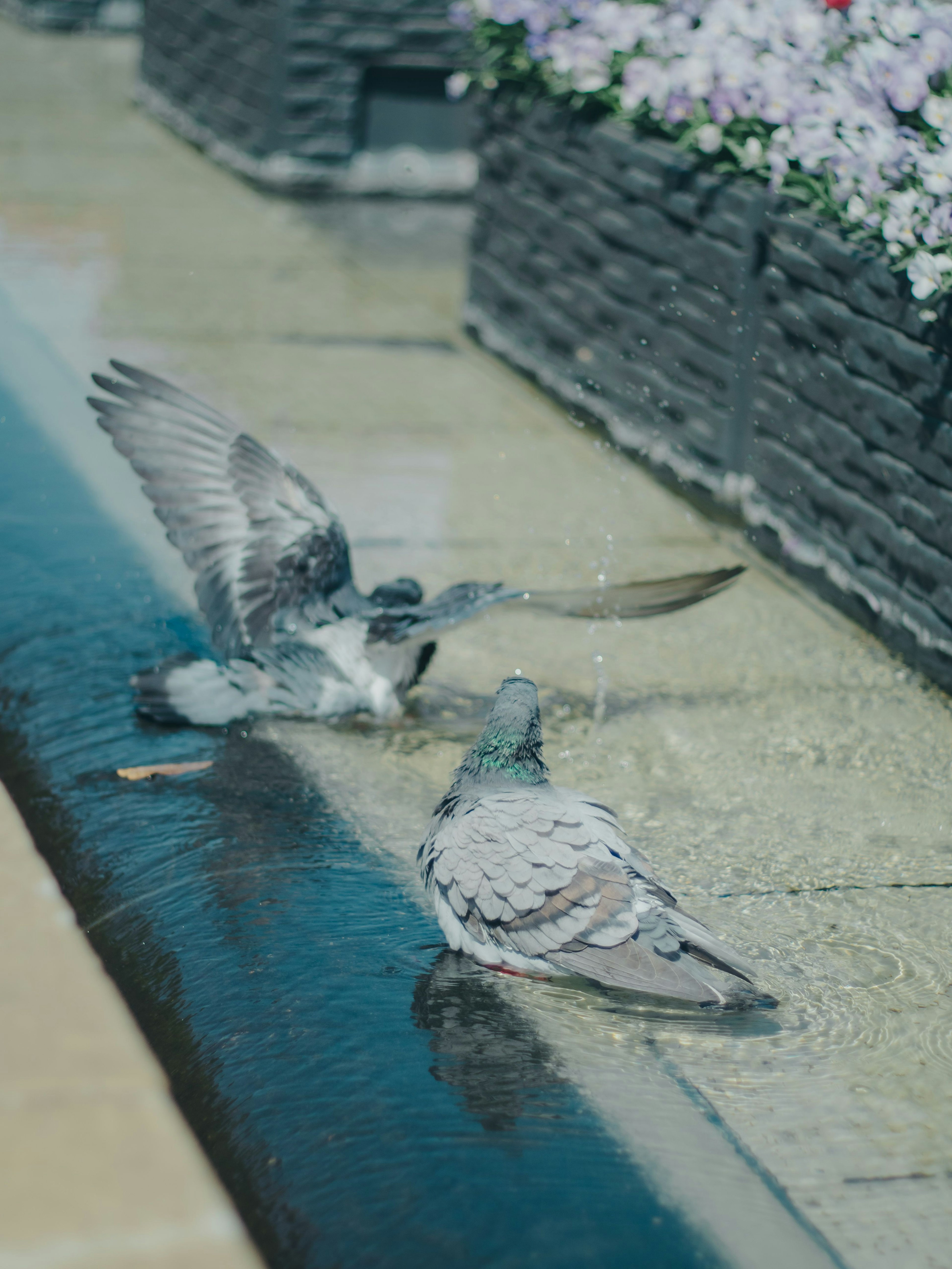 Piccioni che giocano vicino all'acqua con uno sfondo floreale
