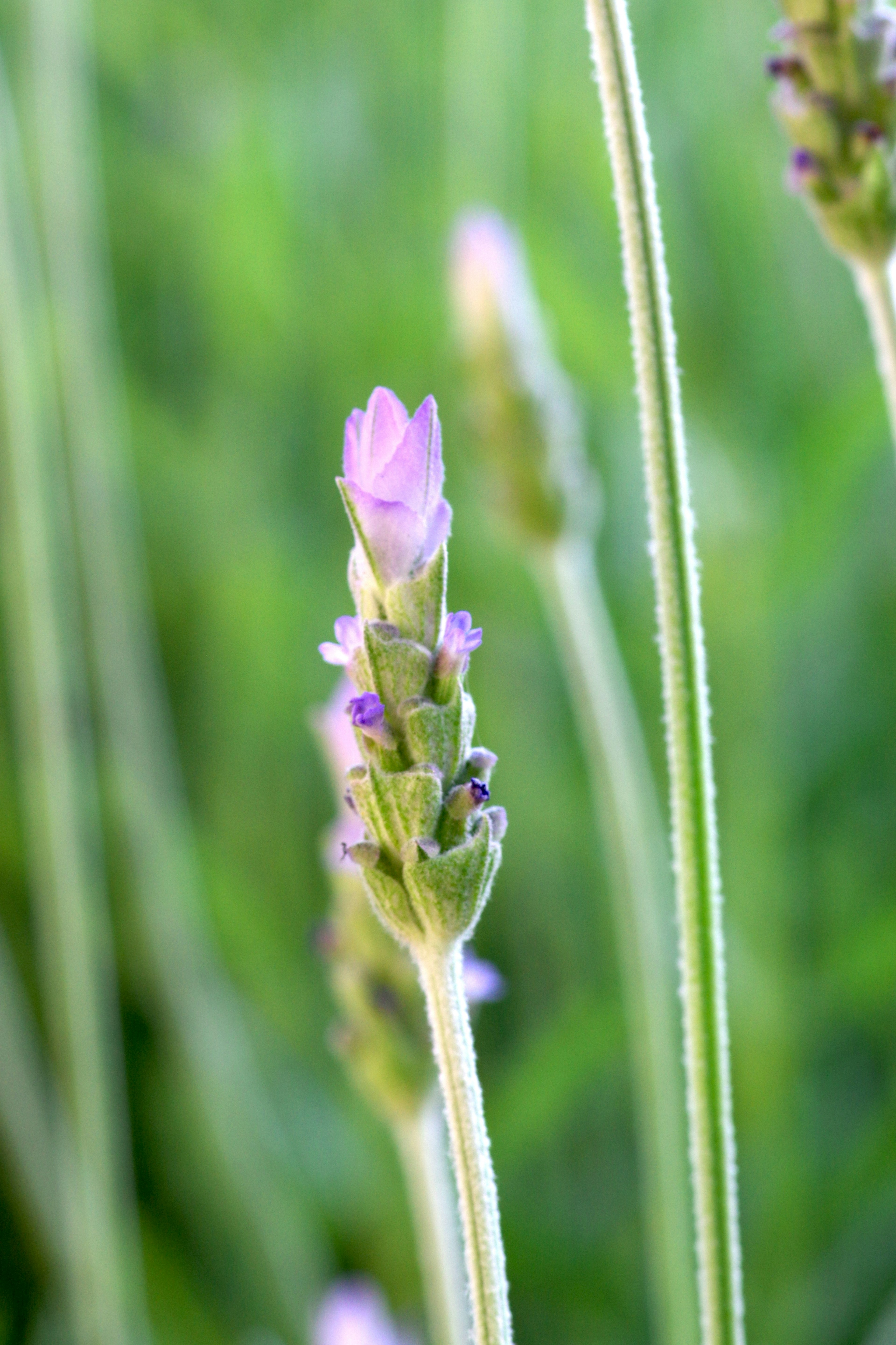 Lavendelblüte mit hellvioletten Blütenblättern vor grünem Hintergrund