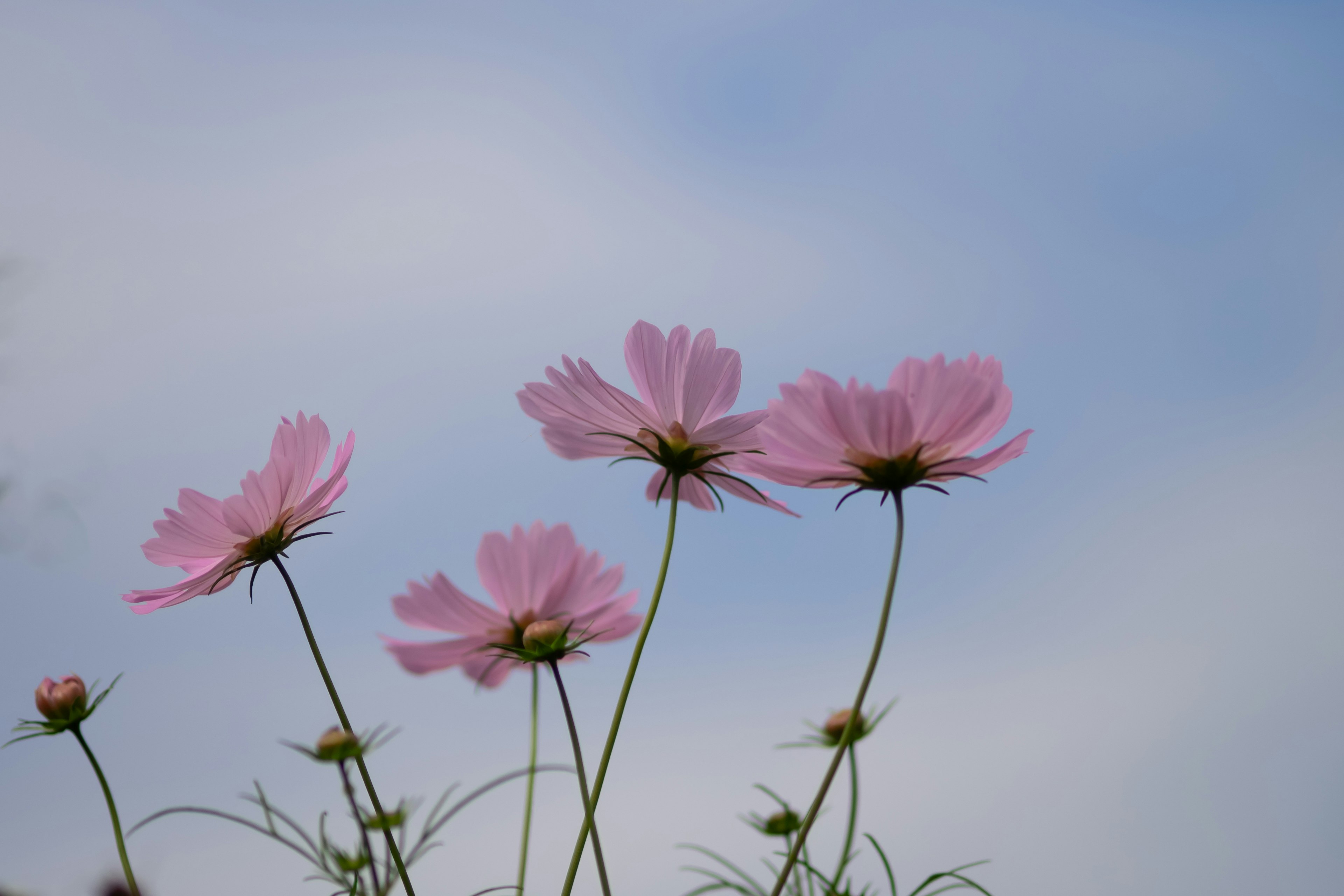 Bunga cosmos pink mekar di bawah langit biru