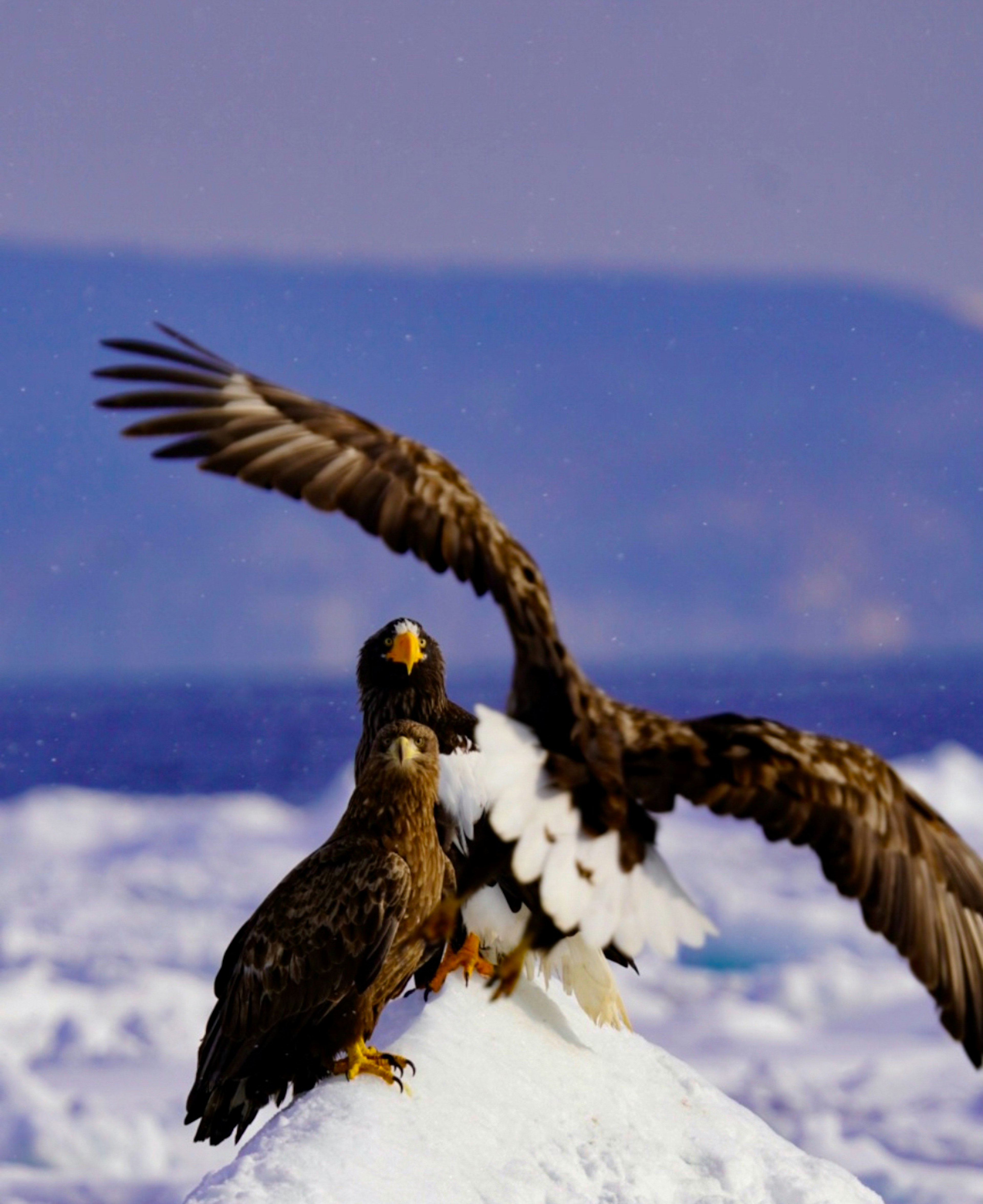 Two eagles standing on ice with the ocean in the background