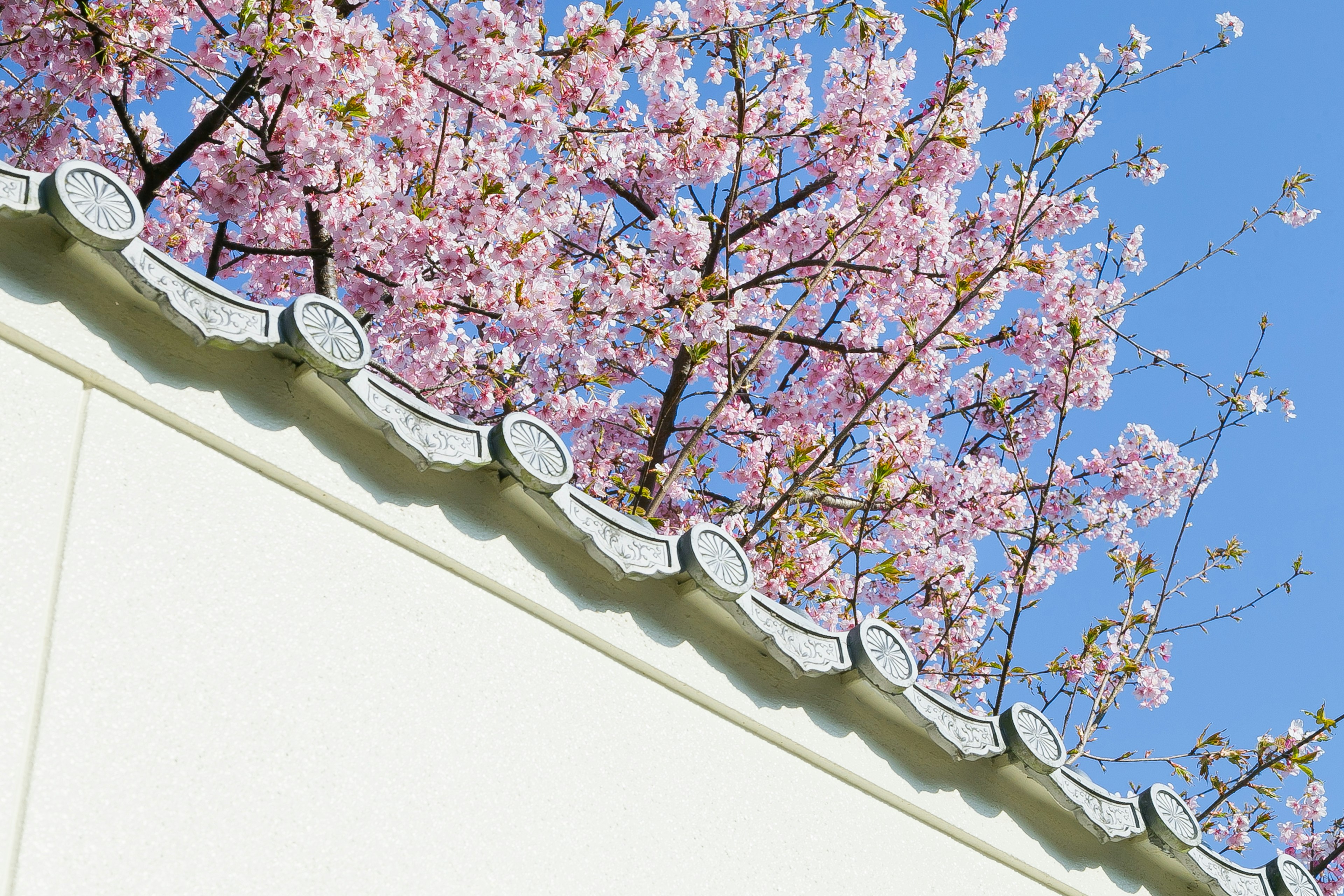 A beautiful cherry blossom tree partially visible against a white wall under a clear blue sky