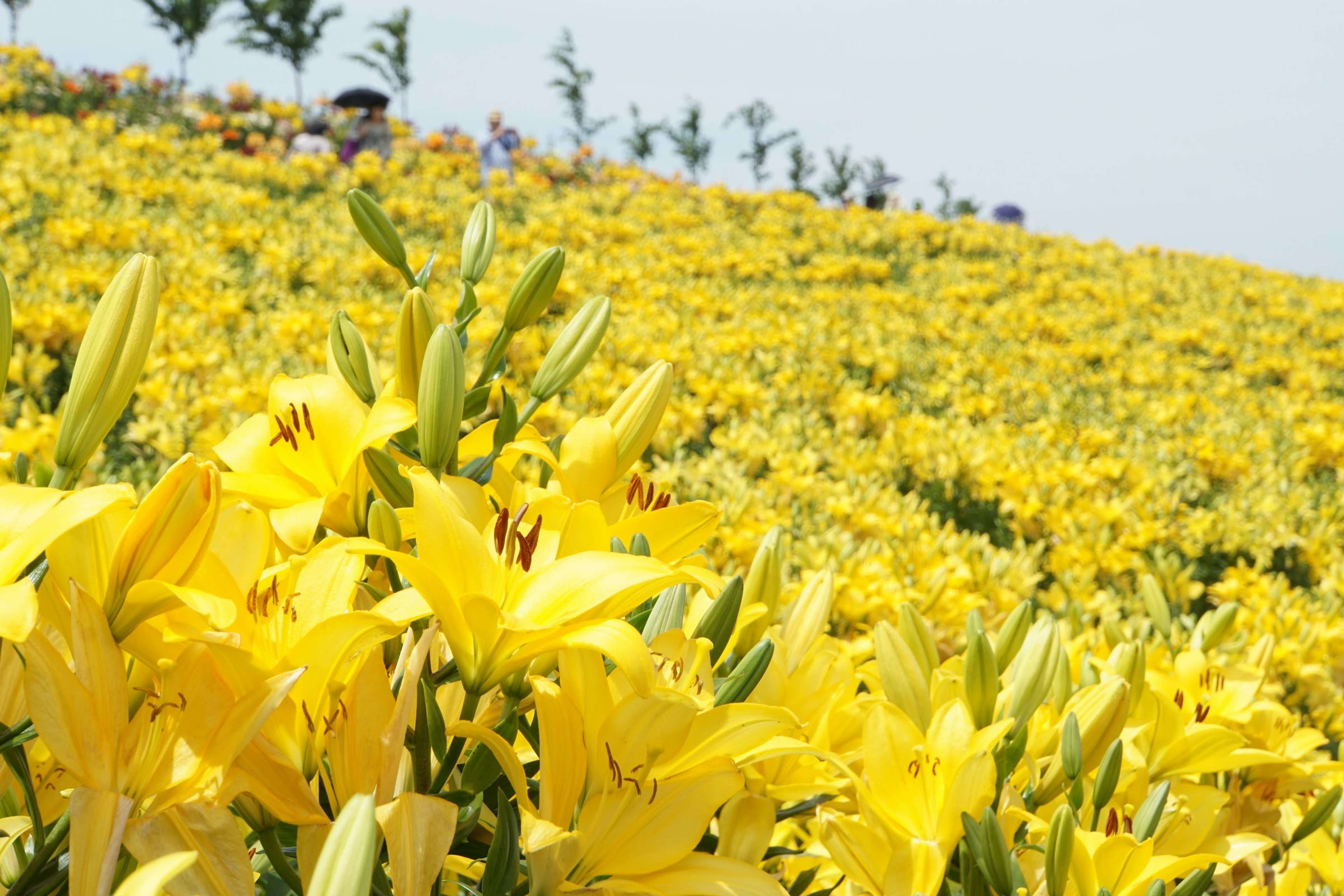 Ladang teratai kuning cerah di bawah langit biru yang jernih