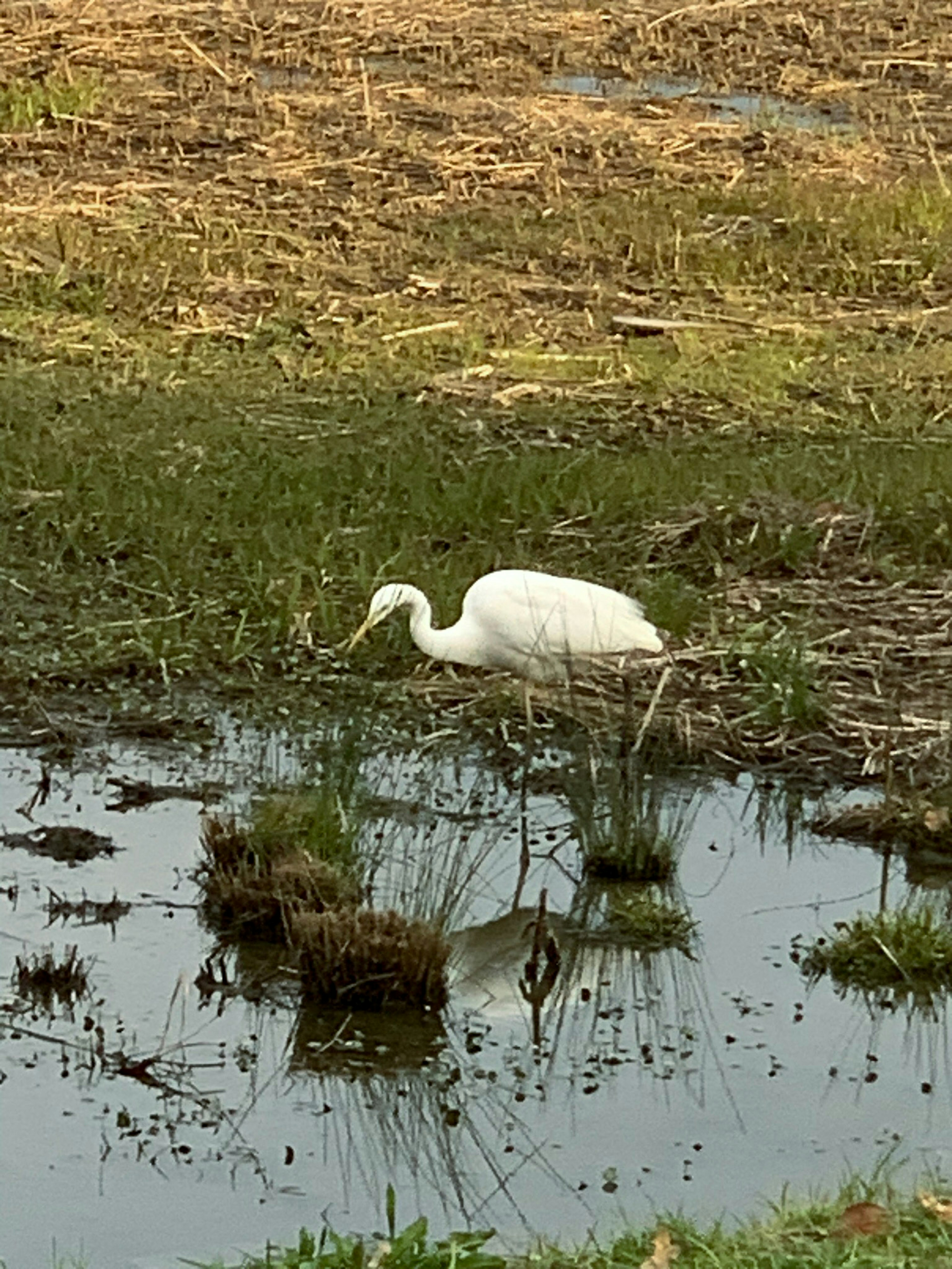 Un airone bianco che cerca cibo in una zona umida