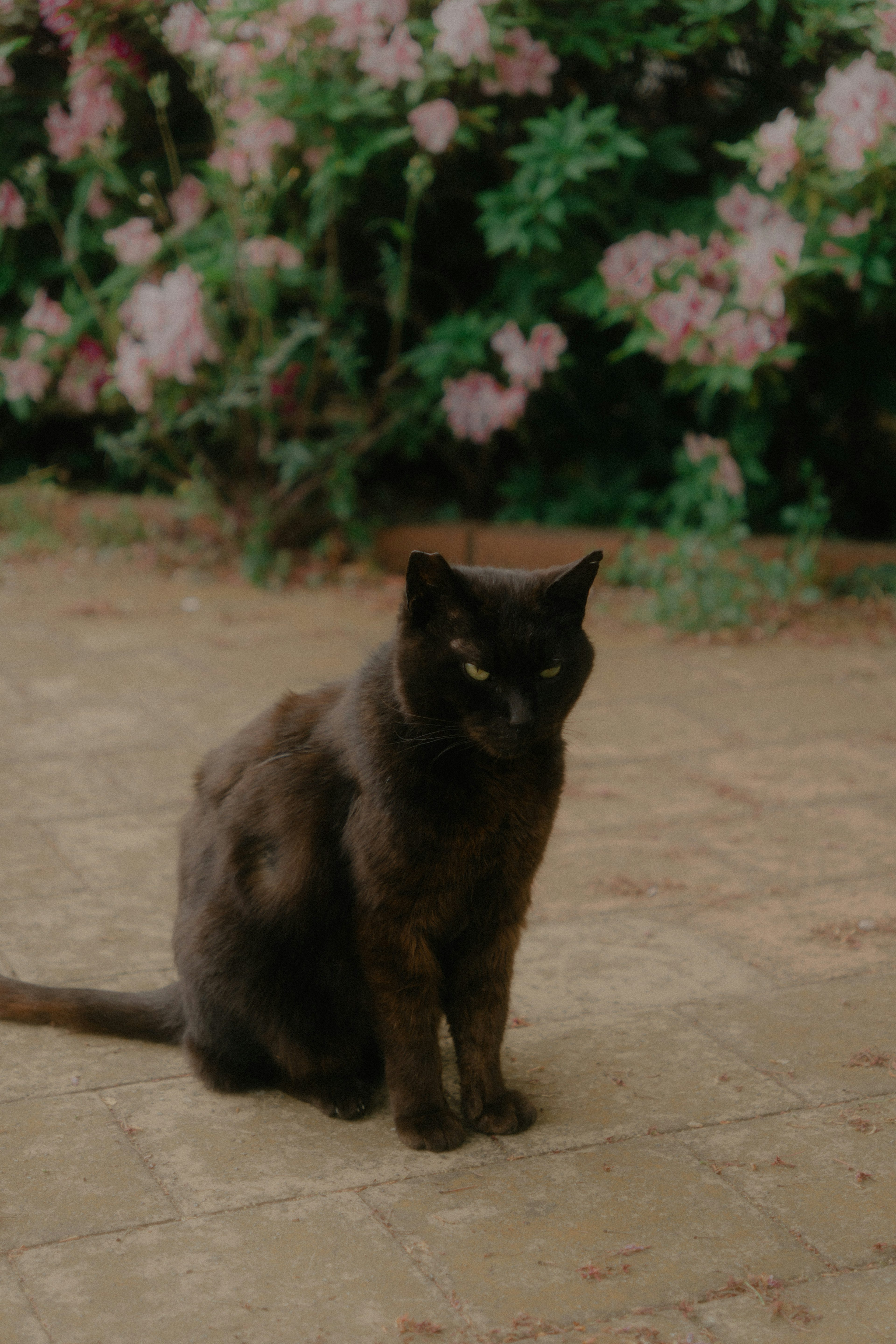 Un gato negro sentado frente a un arbusto en flor