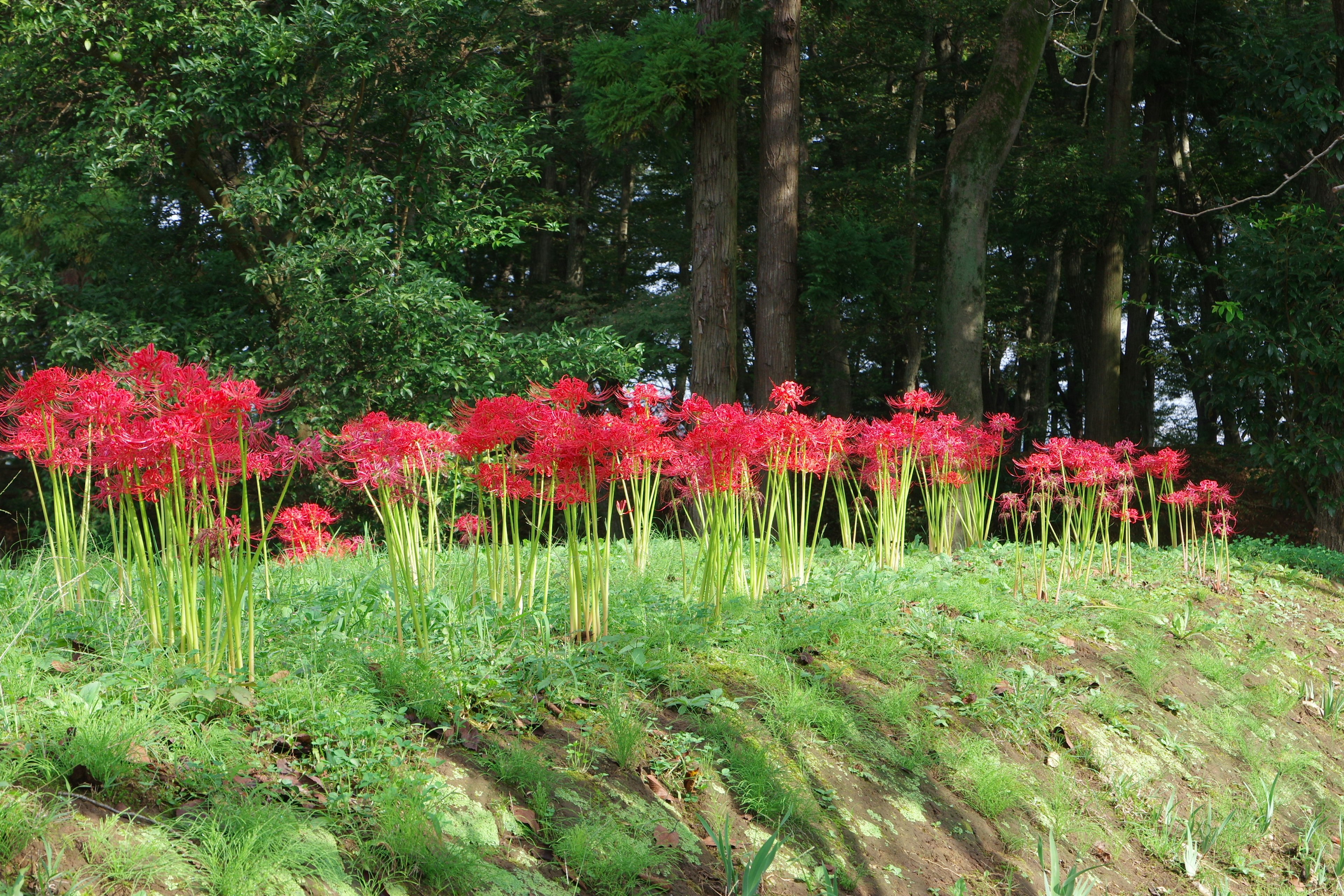 Un paesaggio con gigli ragno rossi che fioriscono su erba verde