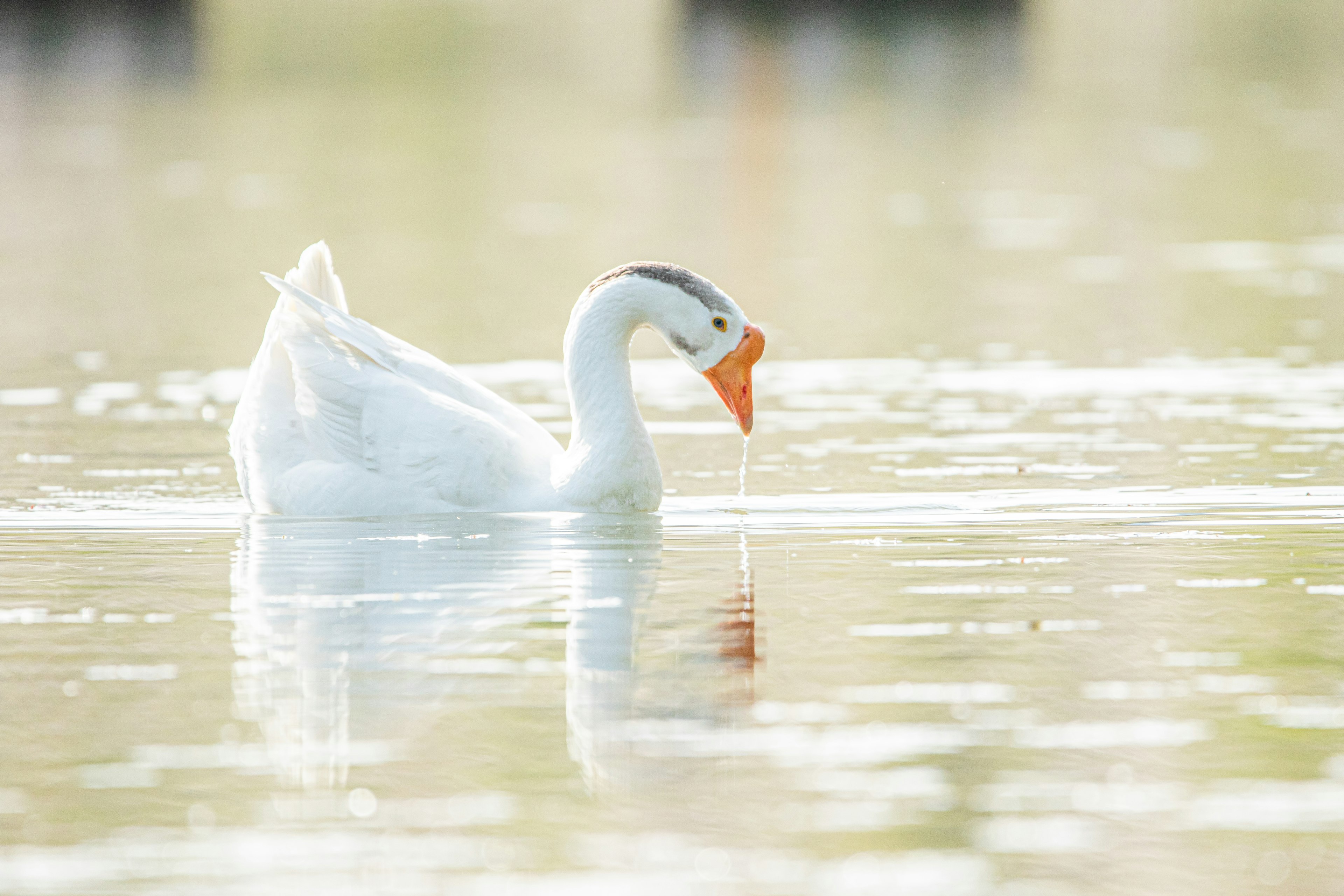 Eine weiße Ente trinkt Wasser aus einem ruhigen Teich