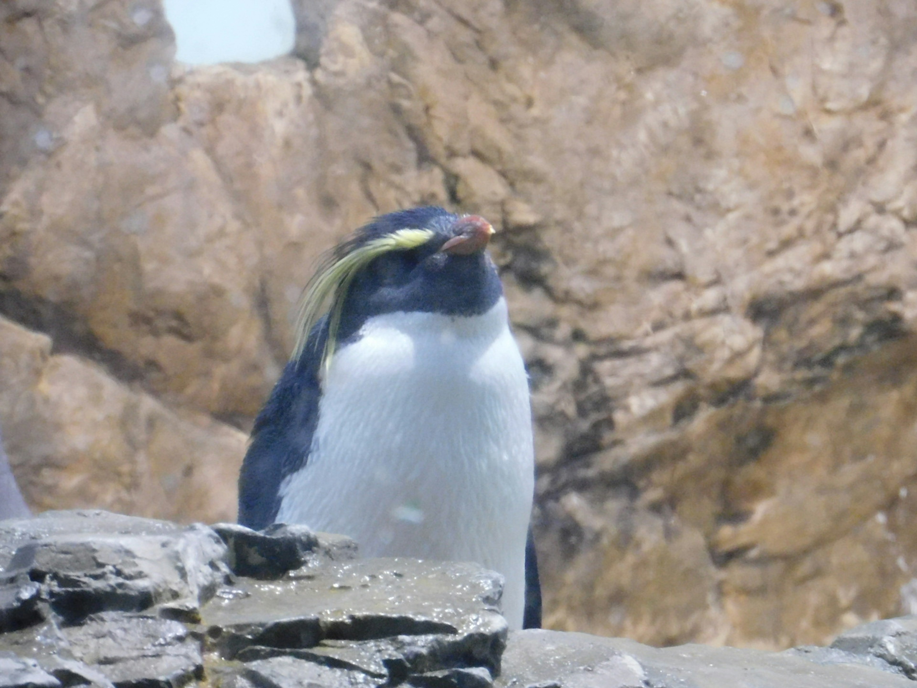 Pinguino in piedi su rocce con piume gialle brillanti e pancia bianca