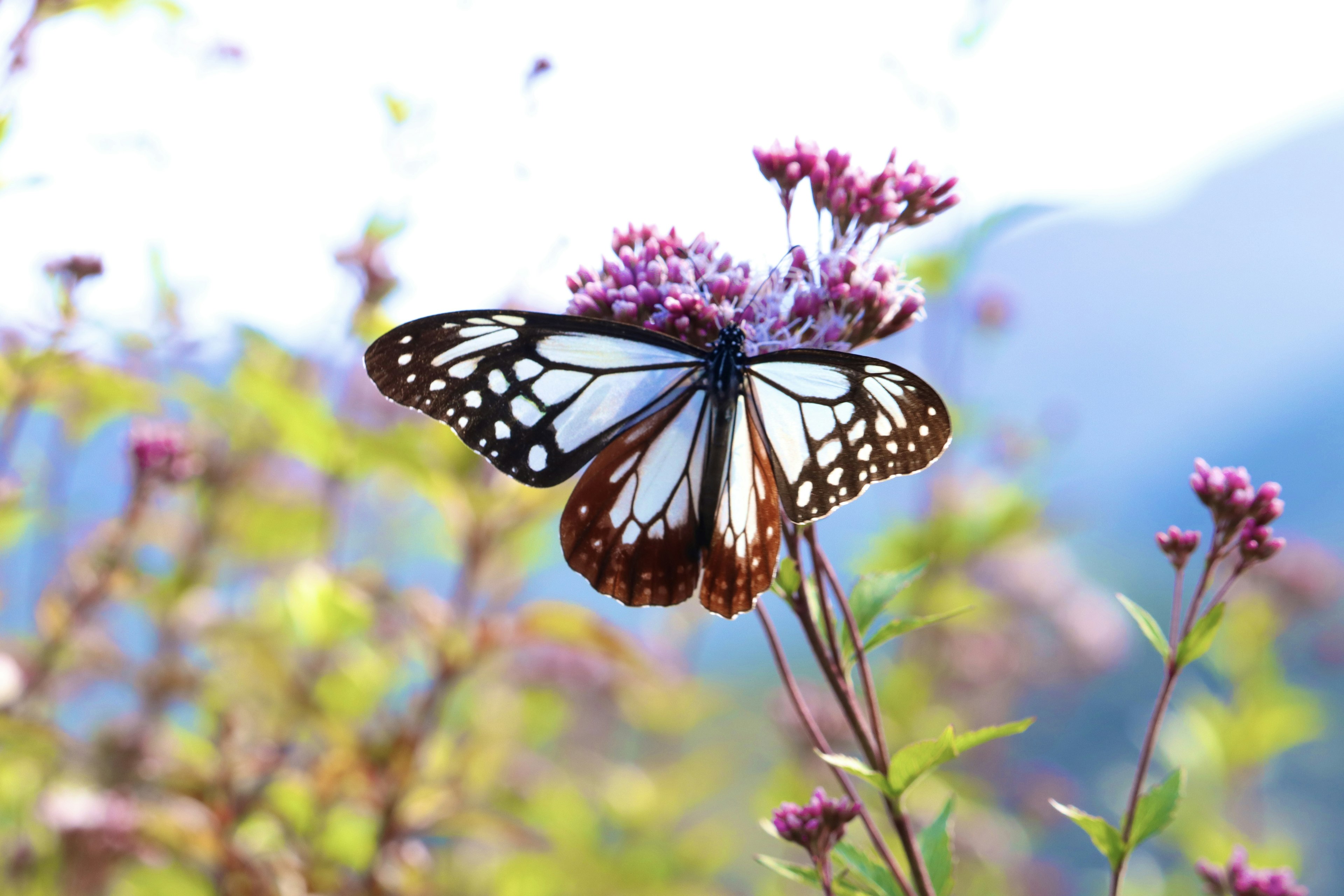 Ein schöner Schmetterling, der auf lila Blumen in einer natürlichen Umgebung sitzt