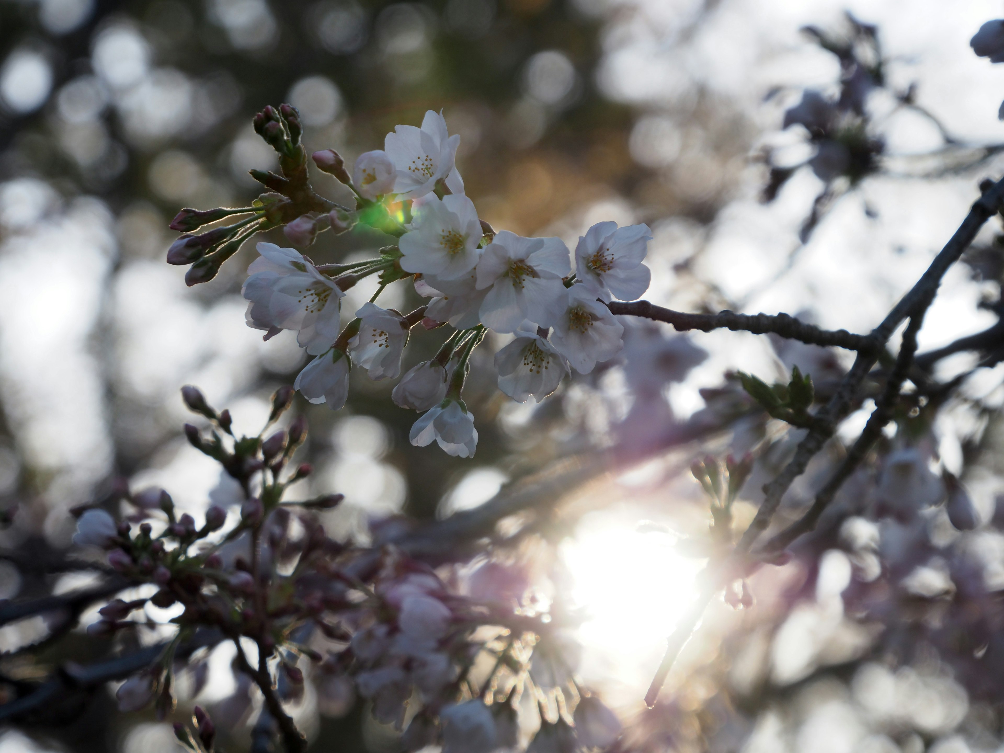 Nahaufnahme von Kirschblüten mit Sonnenlicht, das hindurchscheint