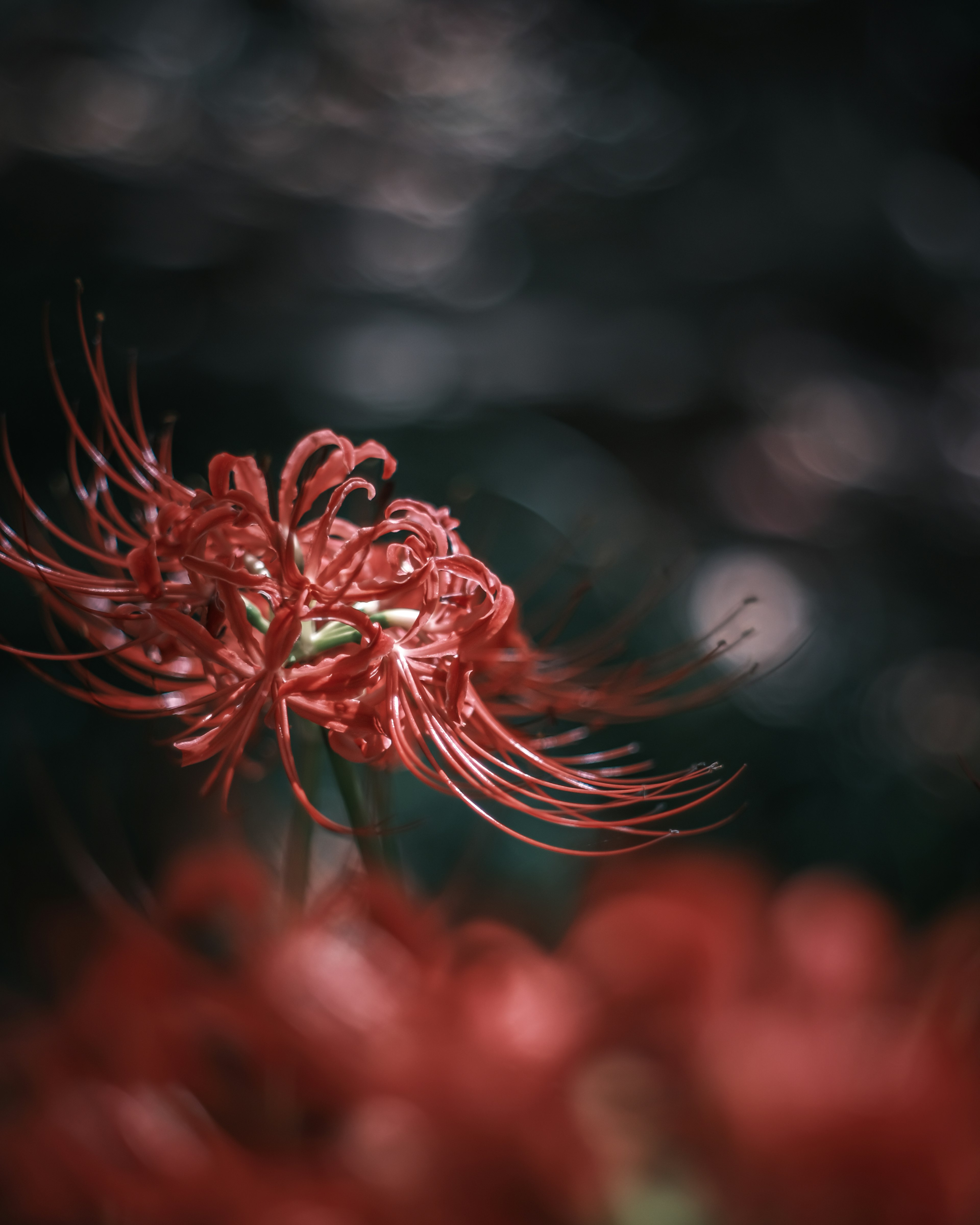 Primer plano de una flor roja vibrante con pétalos delicados contra un fondo verde borroso