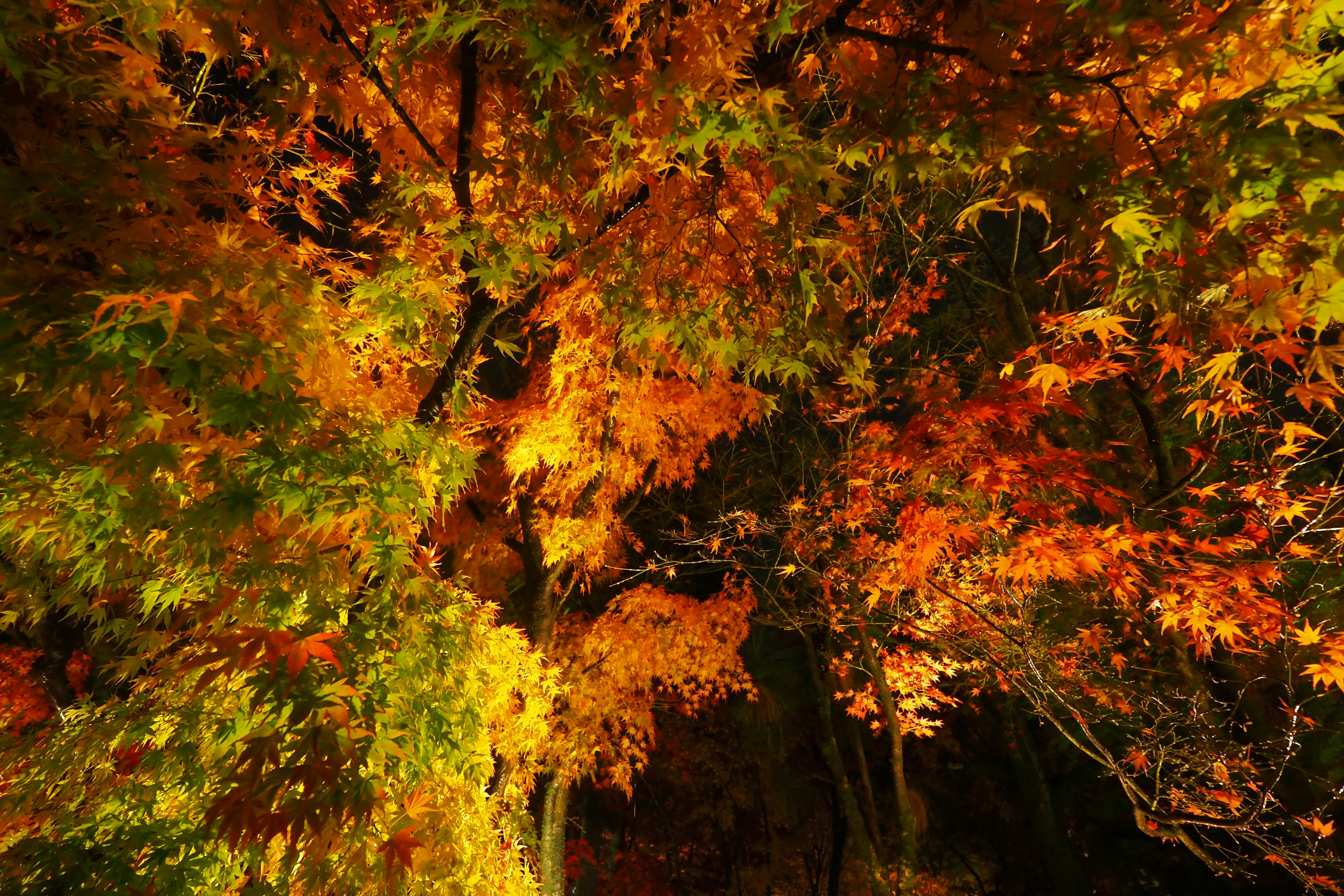 Foglie autunnali vivaci su alberi con una chioma colorata