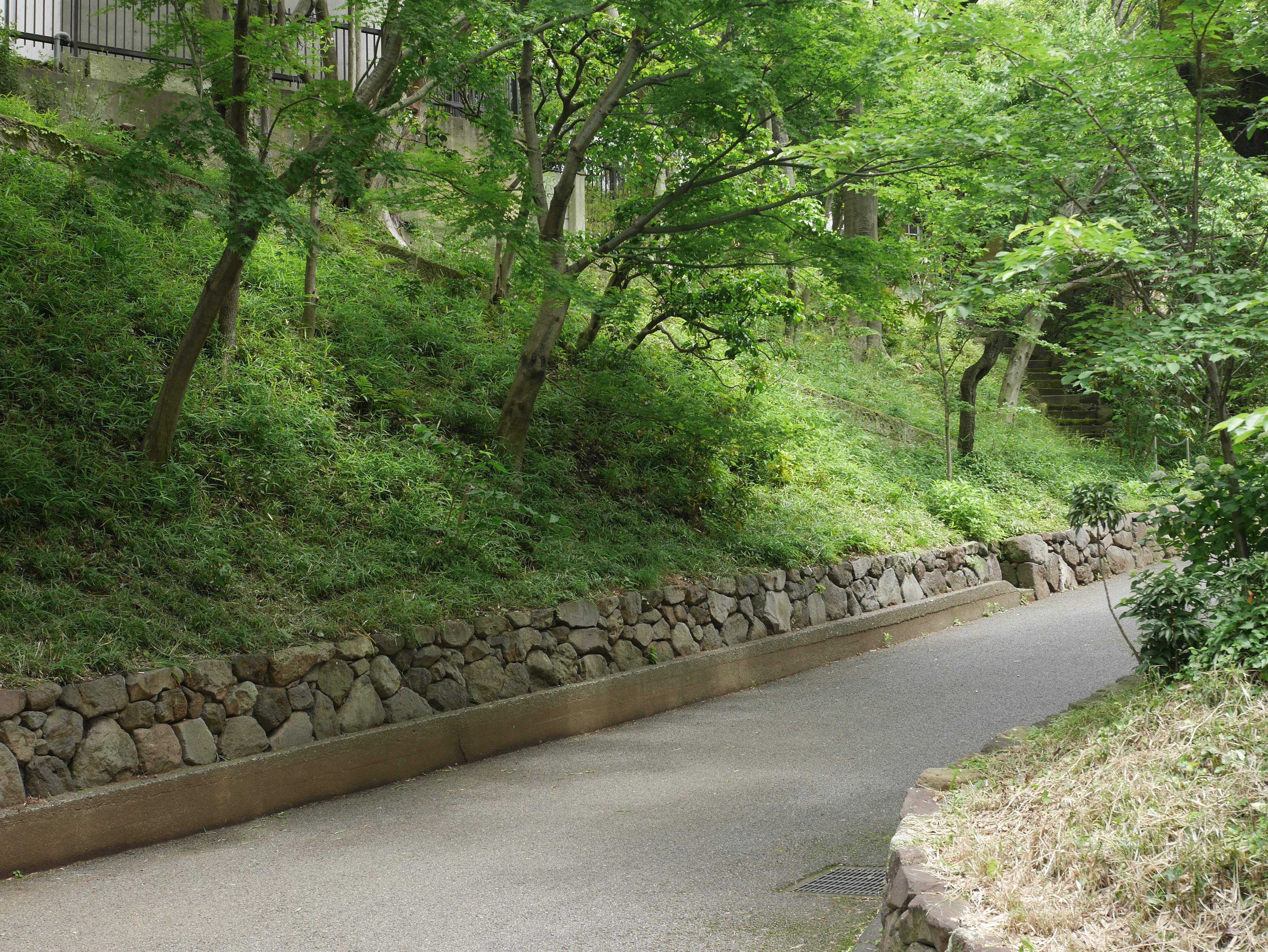 Un chemin serein entouré de verdure et d'un mur de pierre