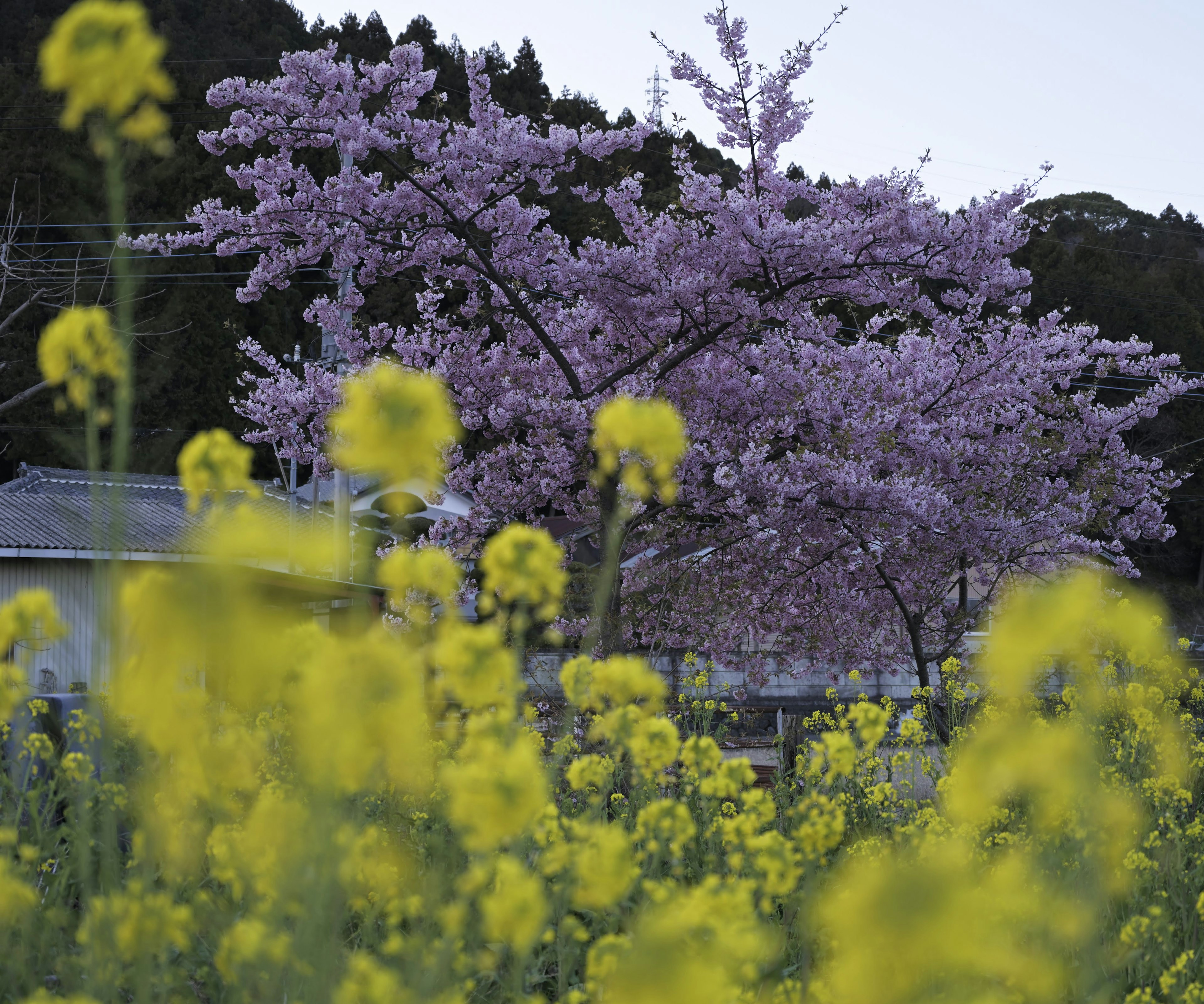 美丽的风景，樱花树和油菜花田