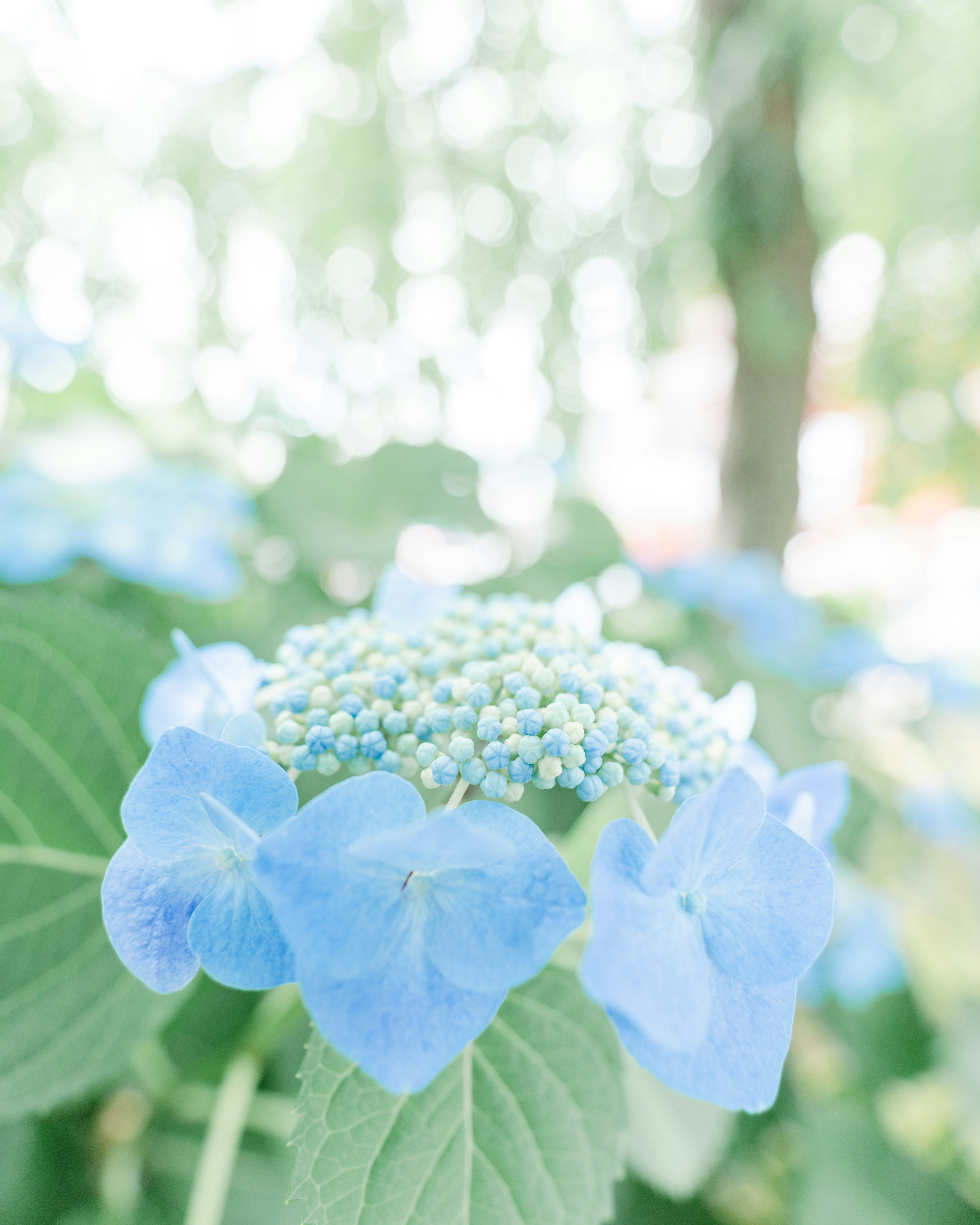 Close-up of blue hydrangea flowers with soft green leaves