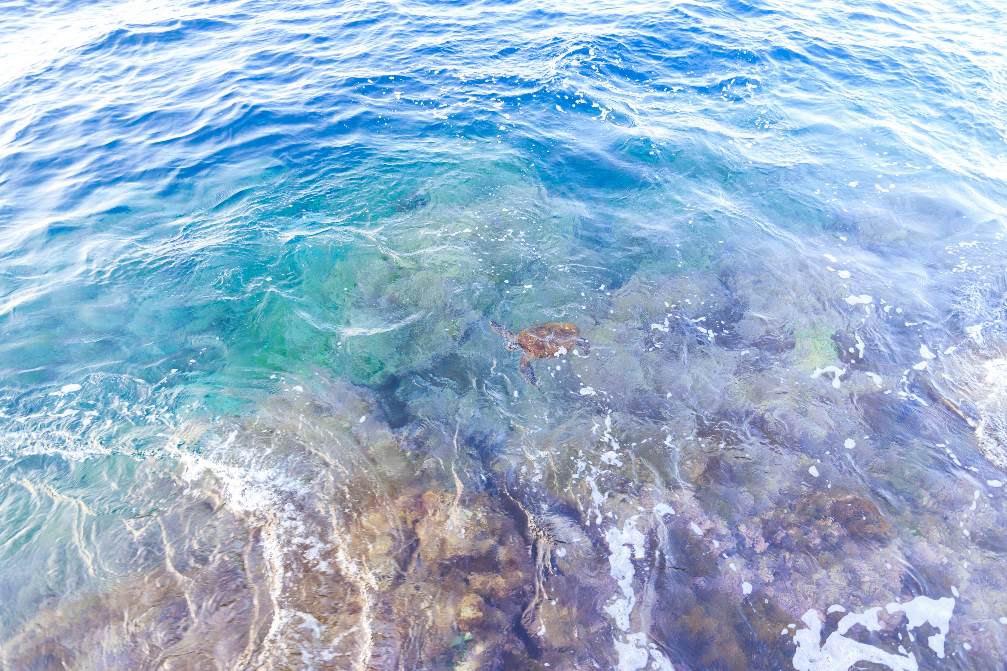 Eau de mer claire révélant des rochers et des plantes vertes en dessous