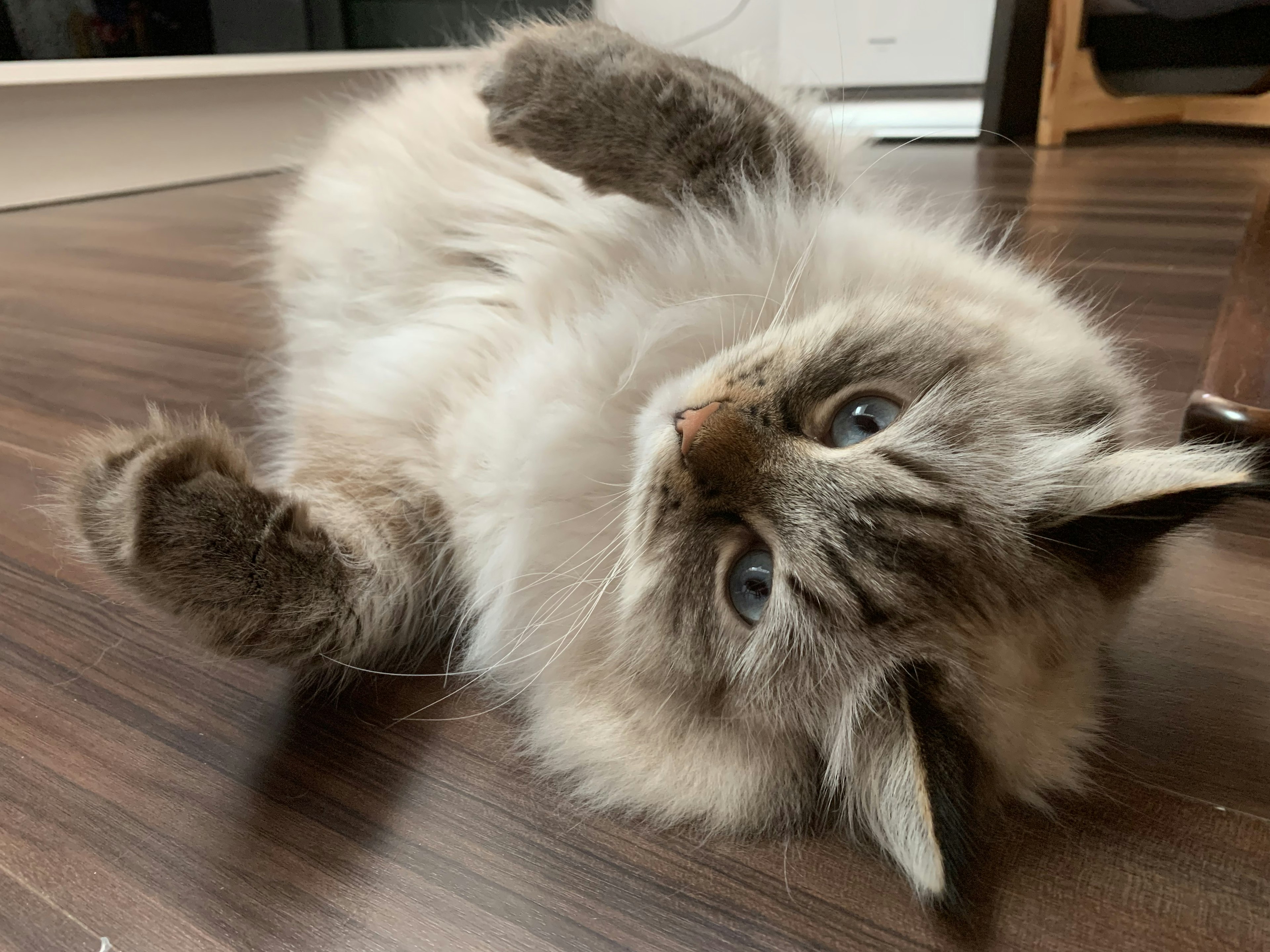 Ragdoll-Katze mit blauen Augen, die auf dem Boden liegt