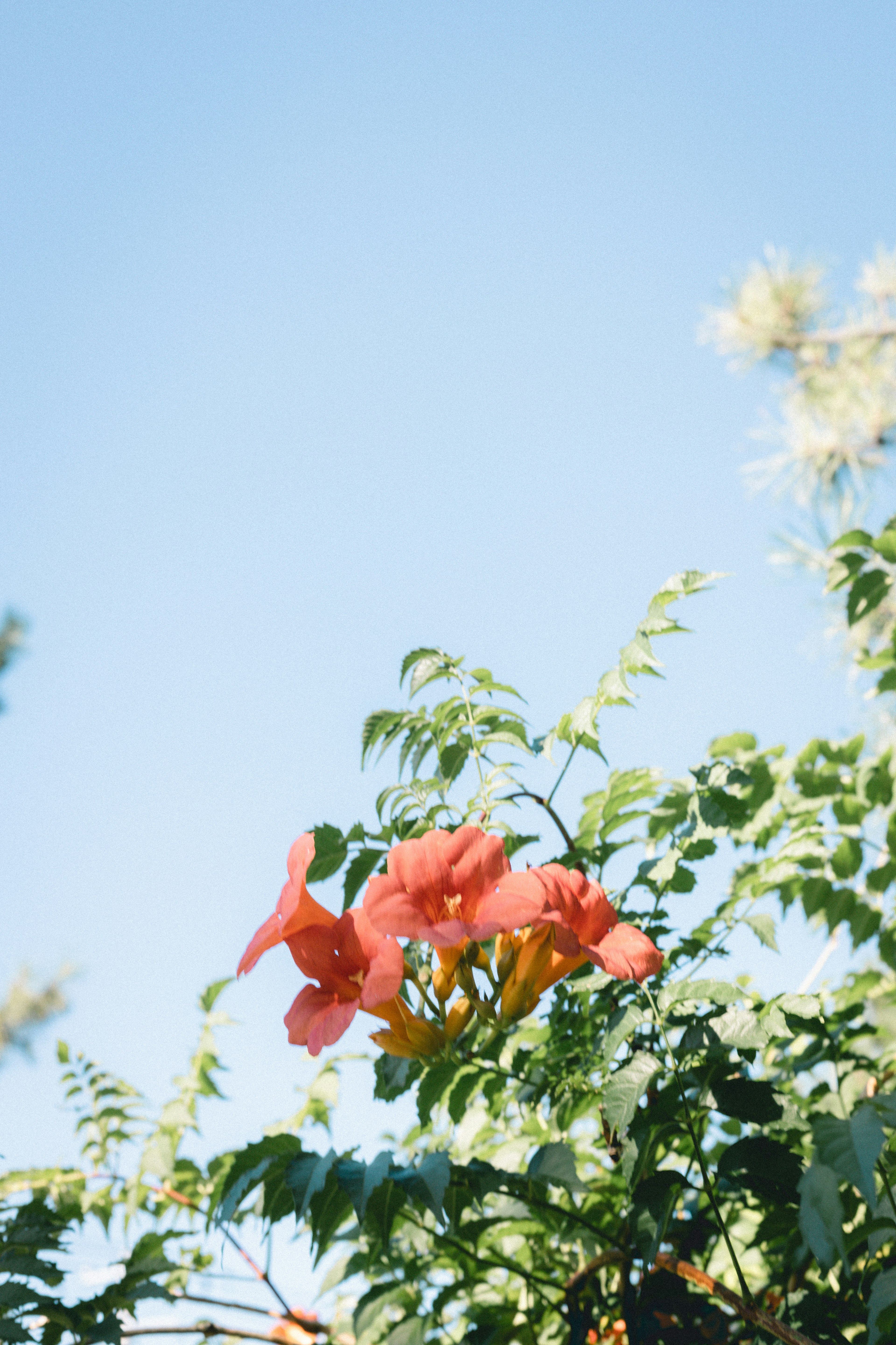 Bunga bougainvillea oranye di bawah langit biru dengan daun hijau