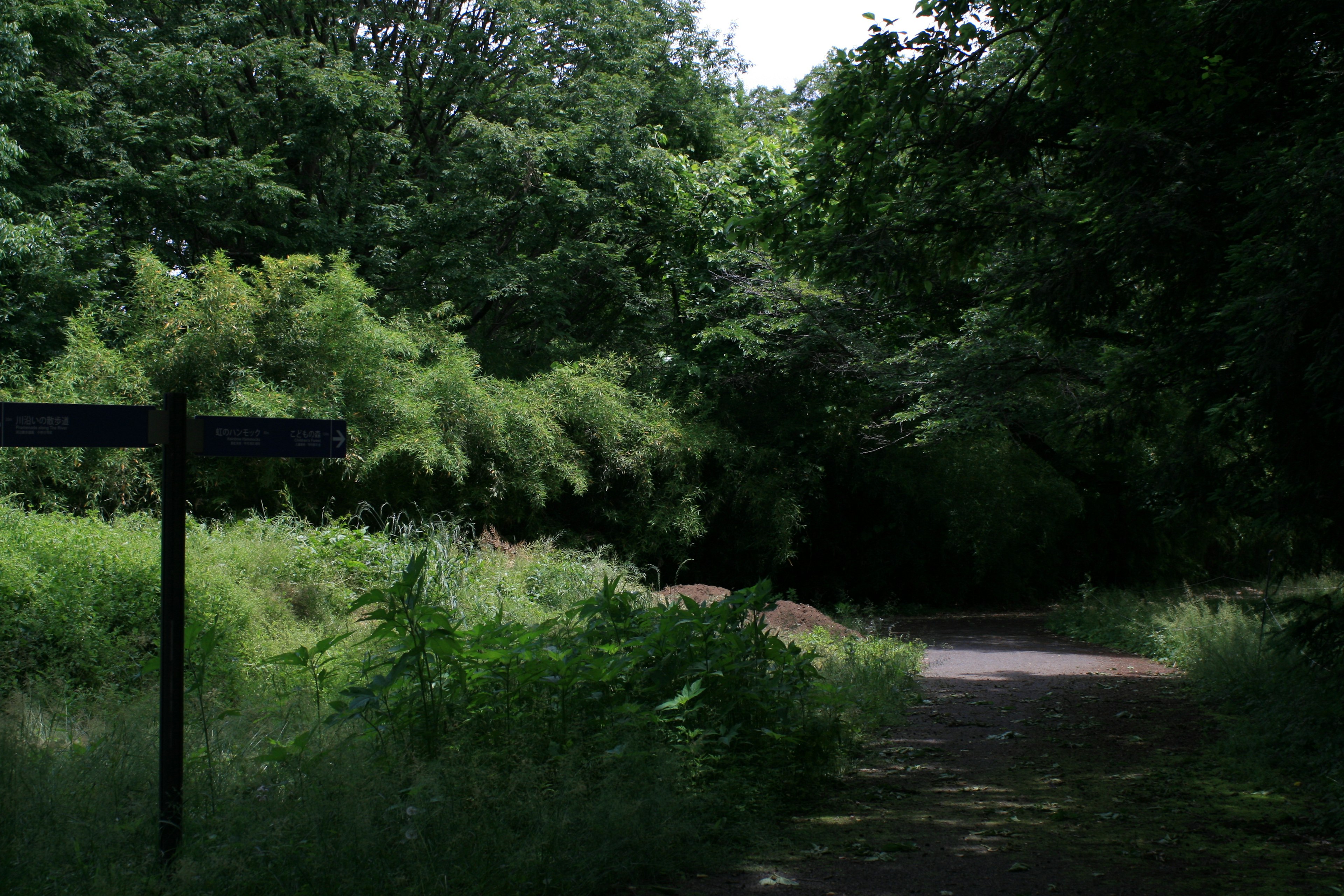 Pathway surrounded by lush green trees and a wooden signpost