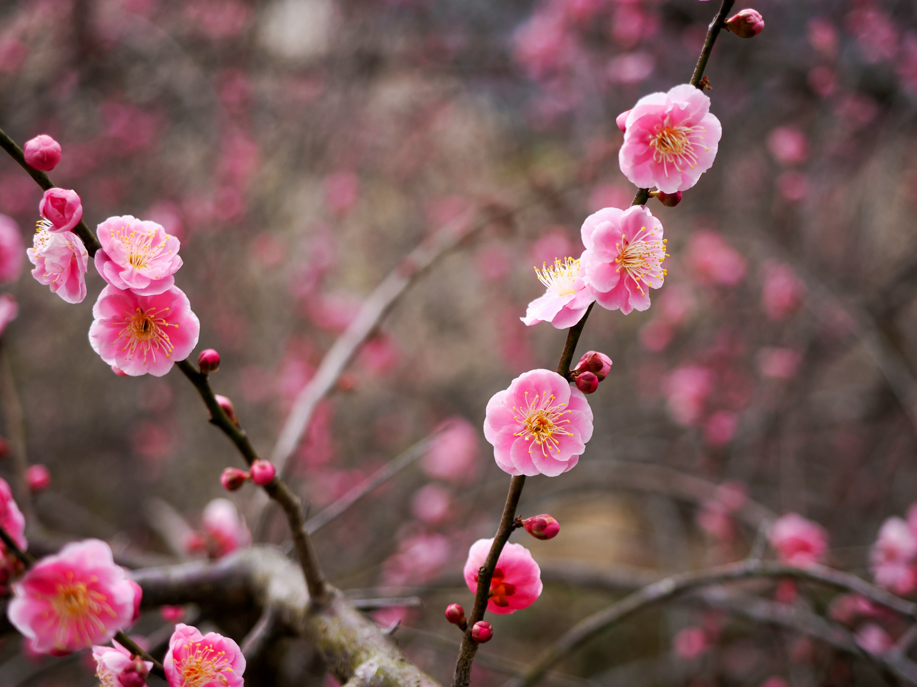 Nahaufnahme von Kirschblüten mit rosa Blütenblättern und Knospen an Zweigen