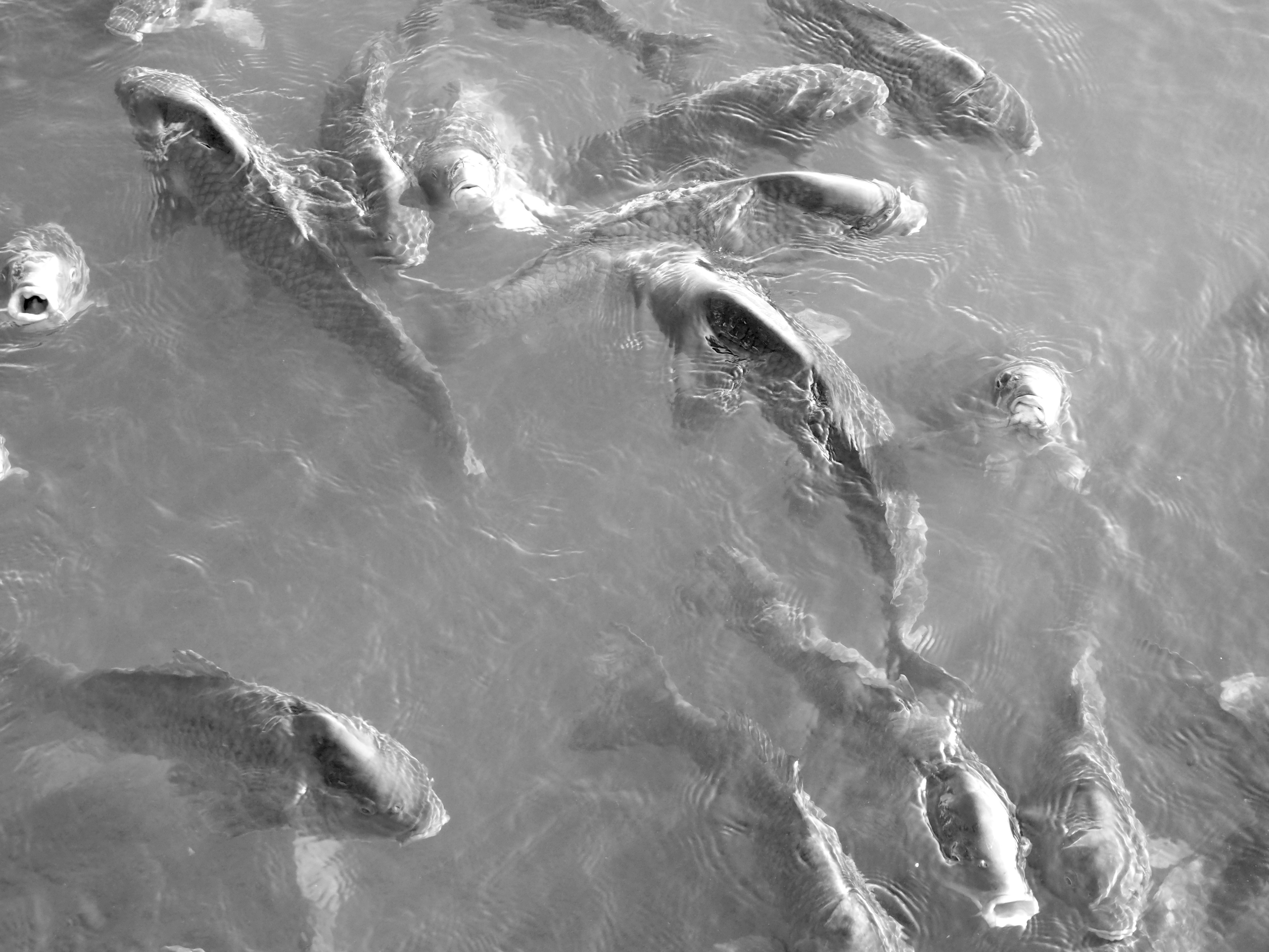 Black and white image of koi fish swimming beneath the surface