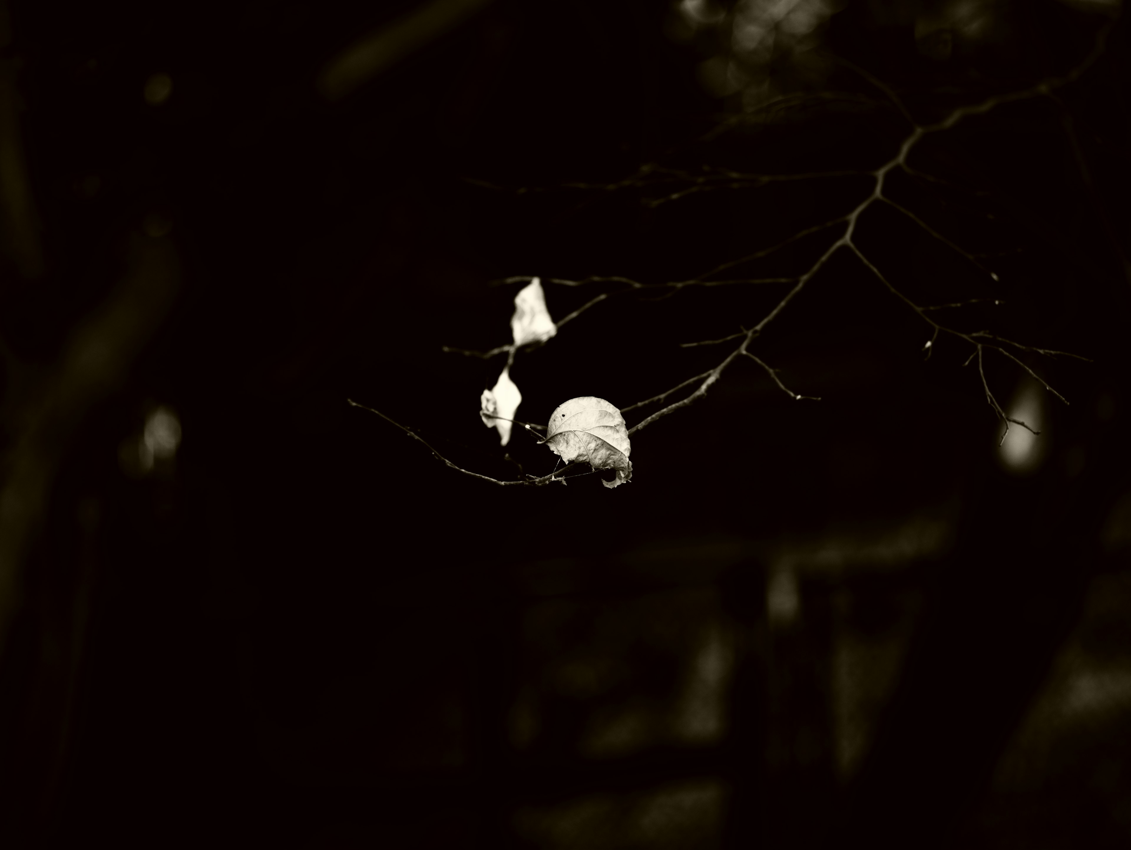 A scene featuring a white skull on a branch against a dark background