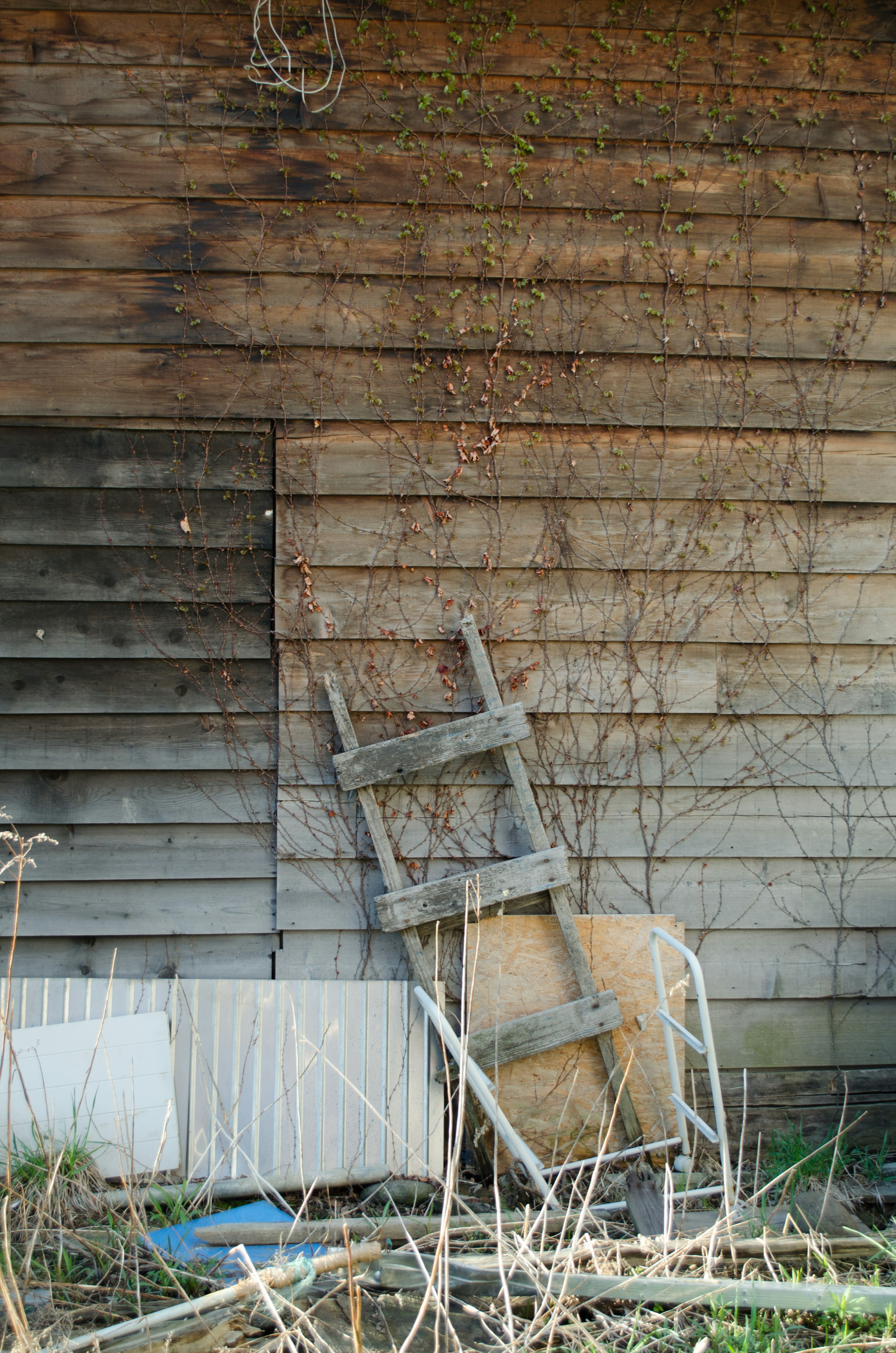 Old ladder leaning against a wooden wall with vines