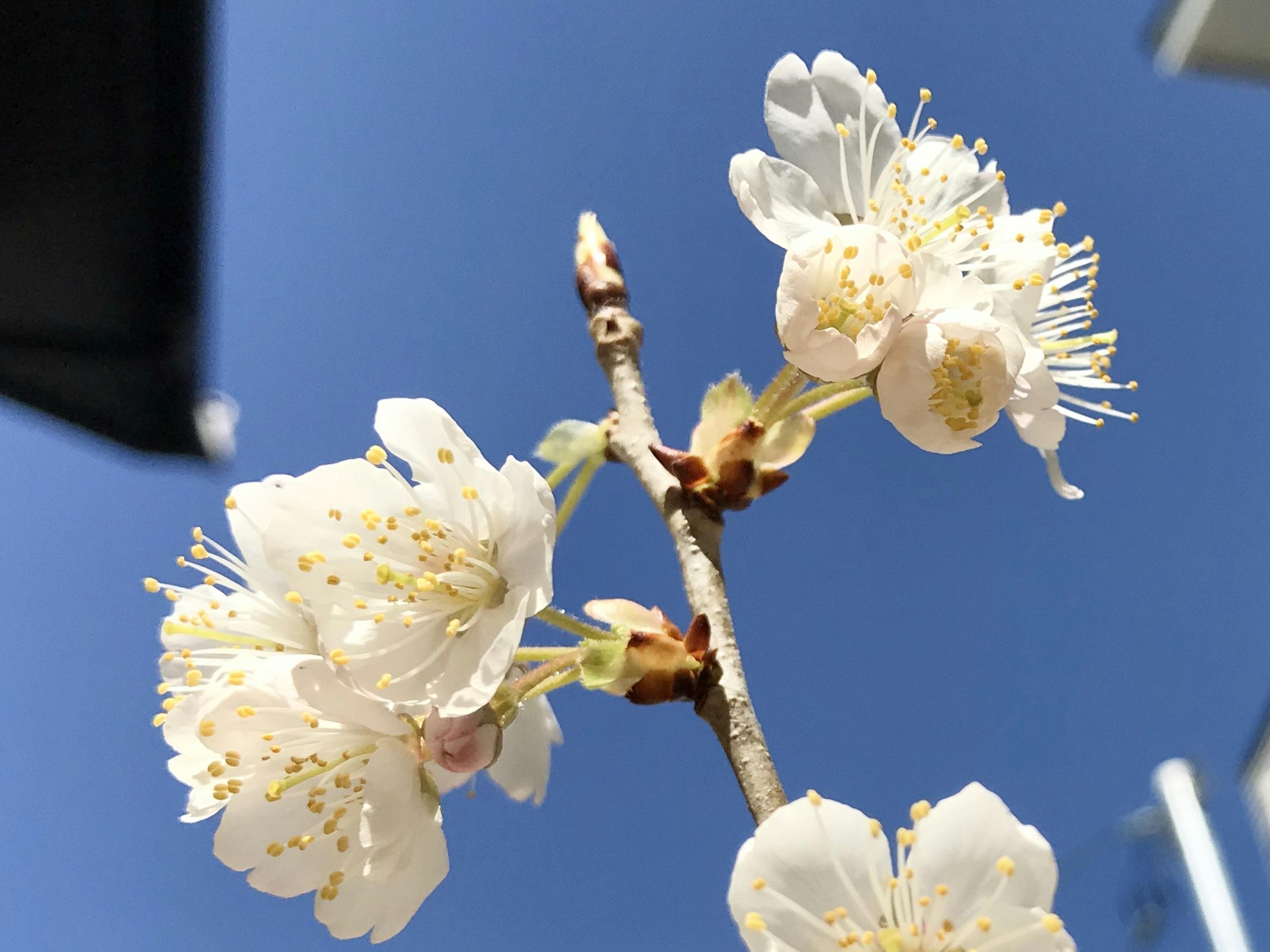 青空を背景にした白い花のクローズアップ