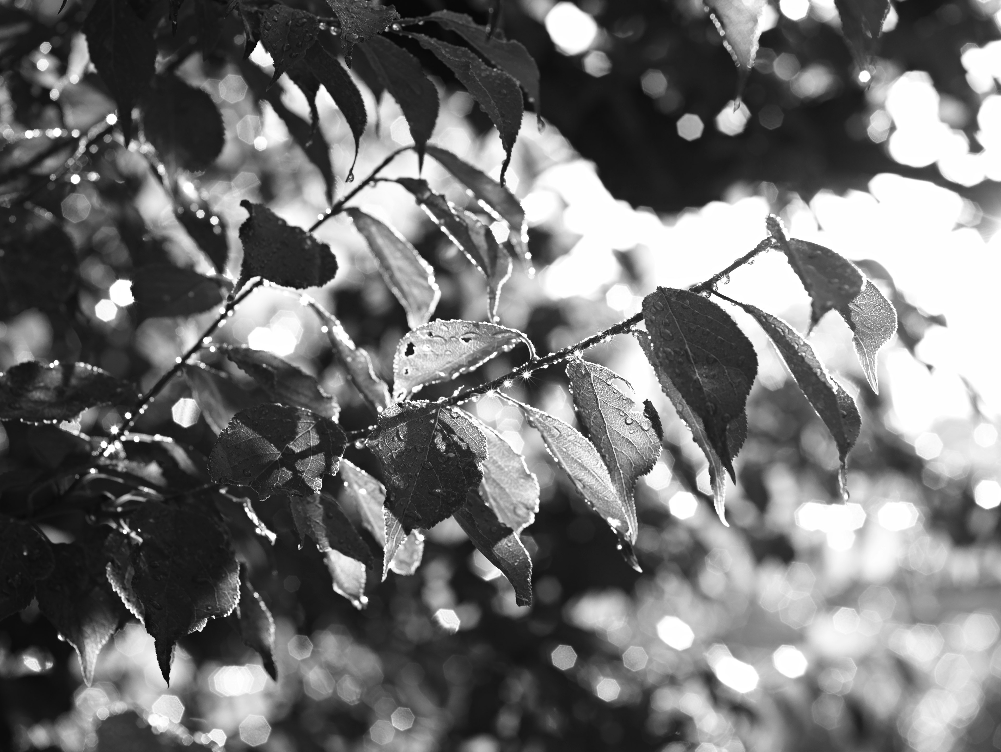 Hojas en blanco y negro iluminadas por la luz en un entorno natural