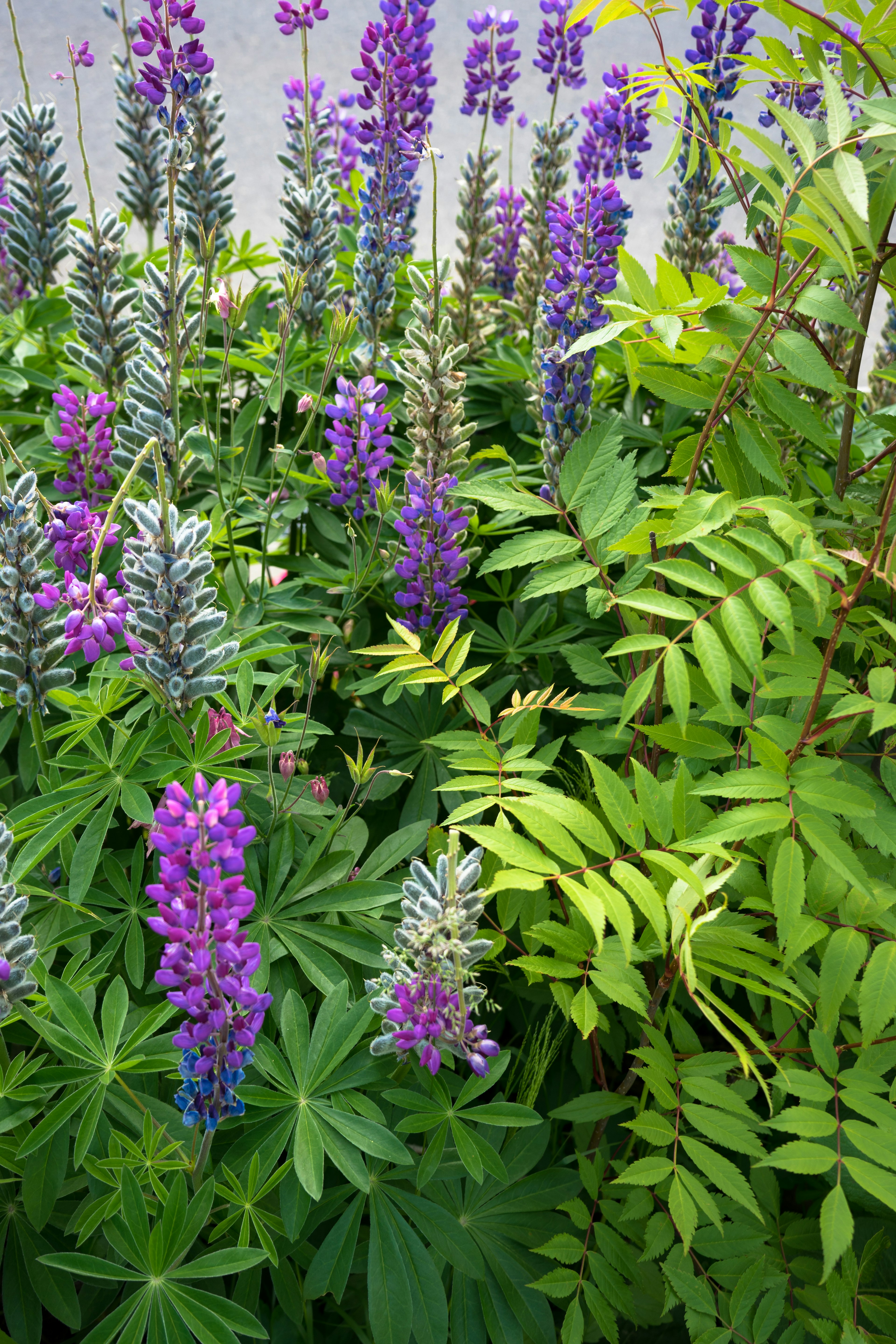 Garden scene with green leaves and blooming purple lupine flowers