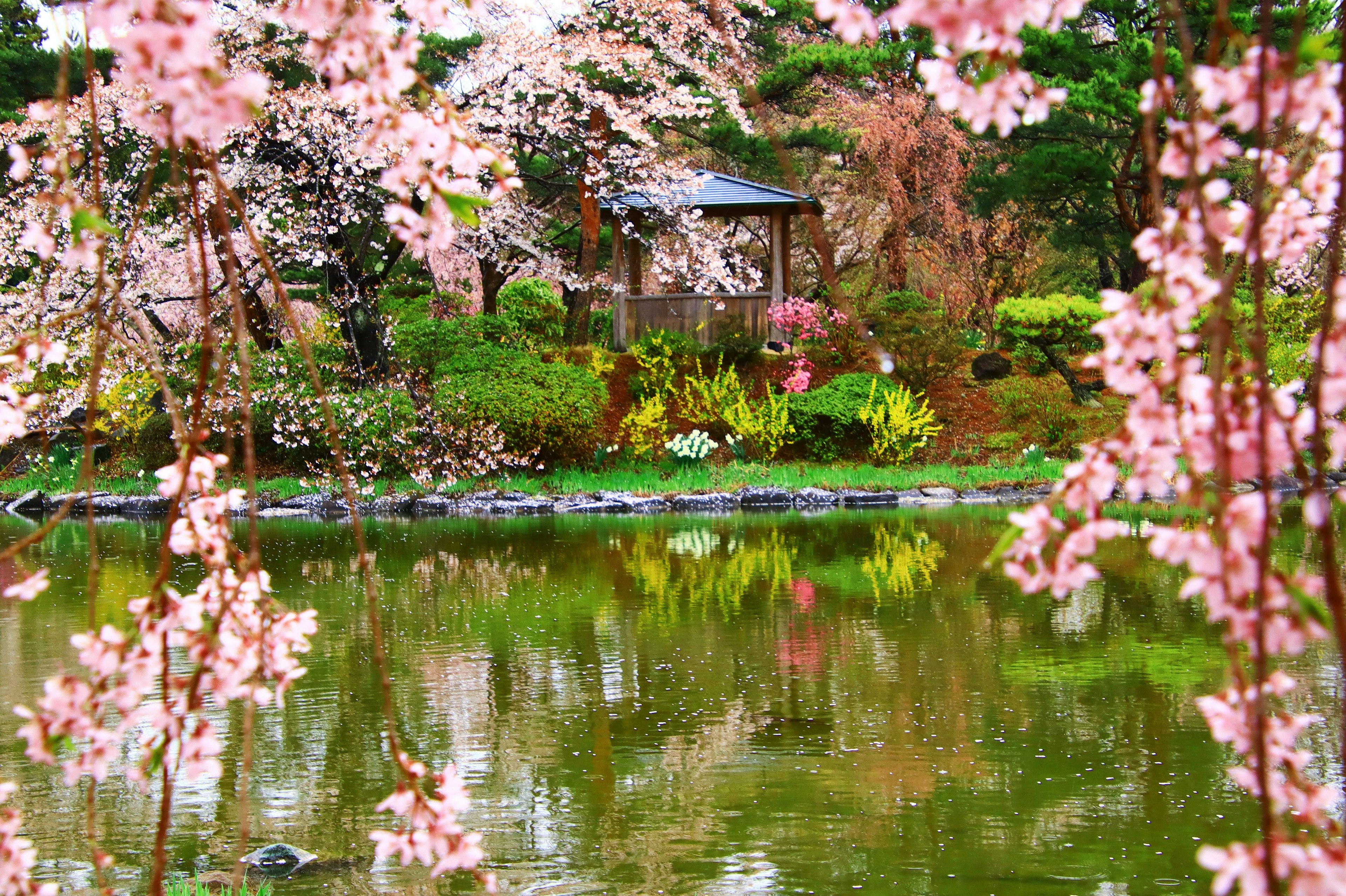 Pemandangan kolam yang tenang dengan bunga sakura hijauan subur dan gazebo