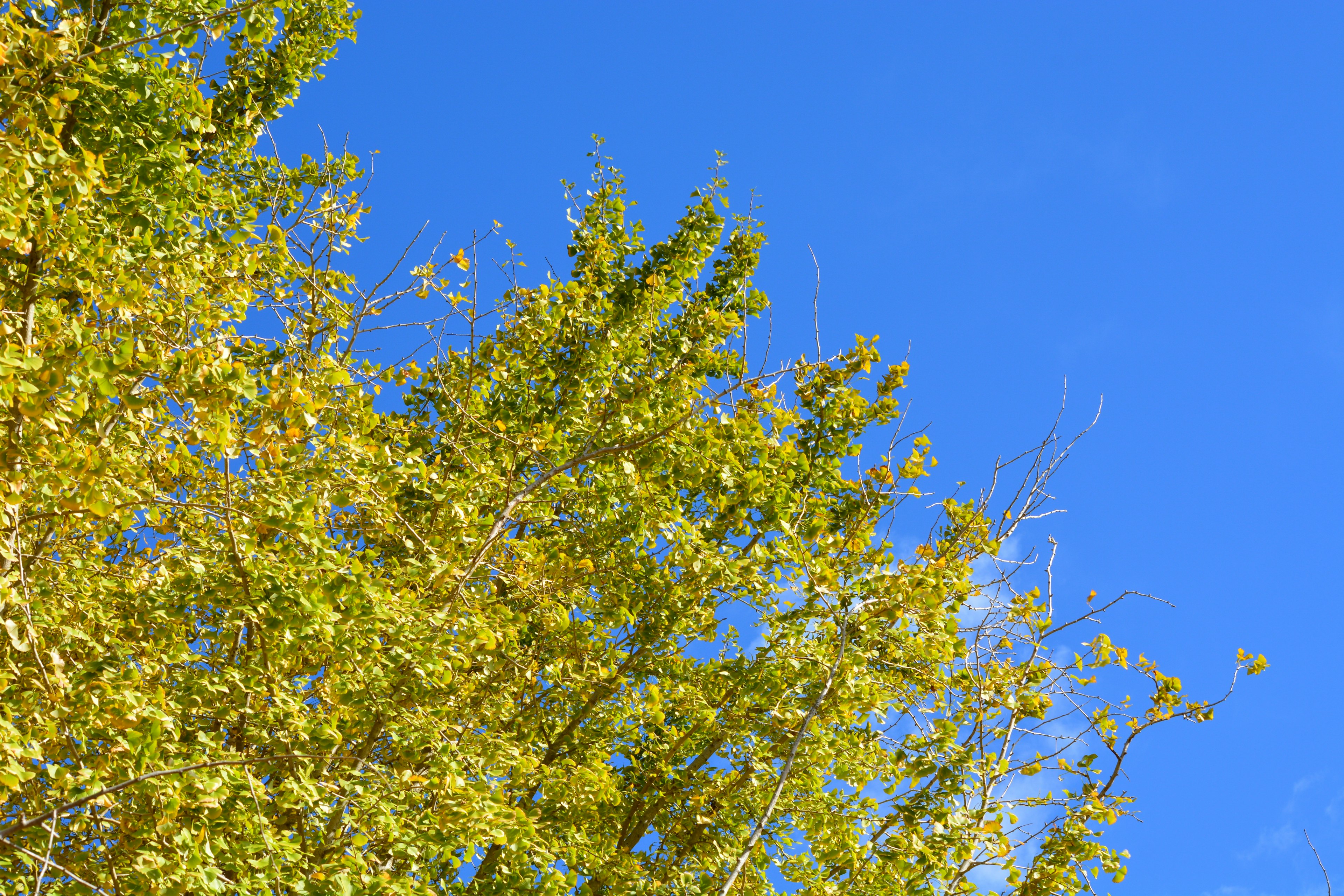 Árbol con hojas amarillas bajo un cielo azul claro