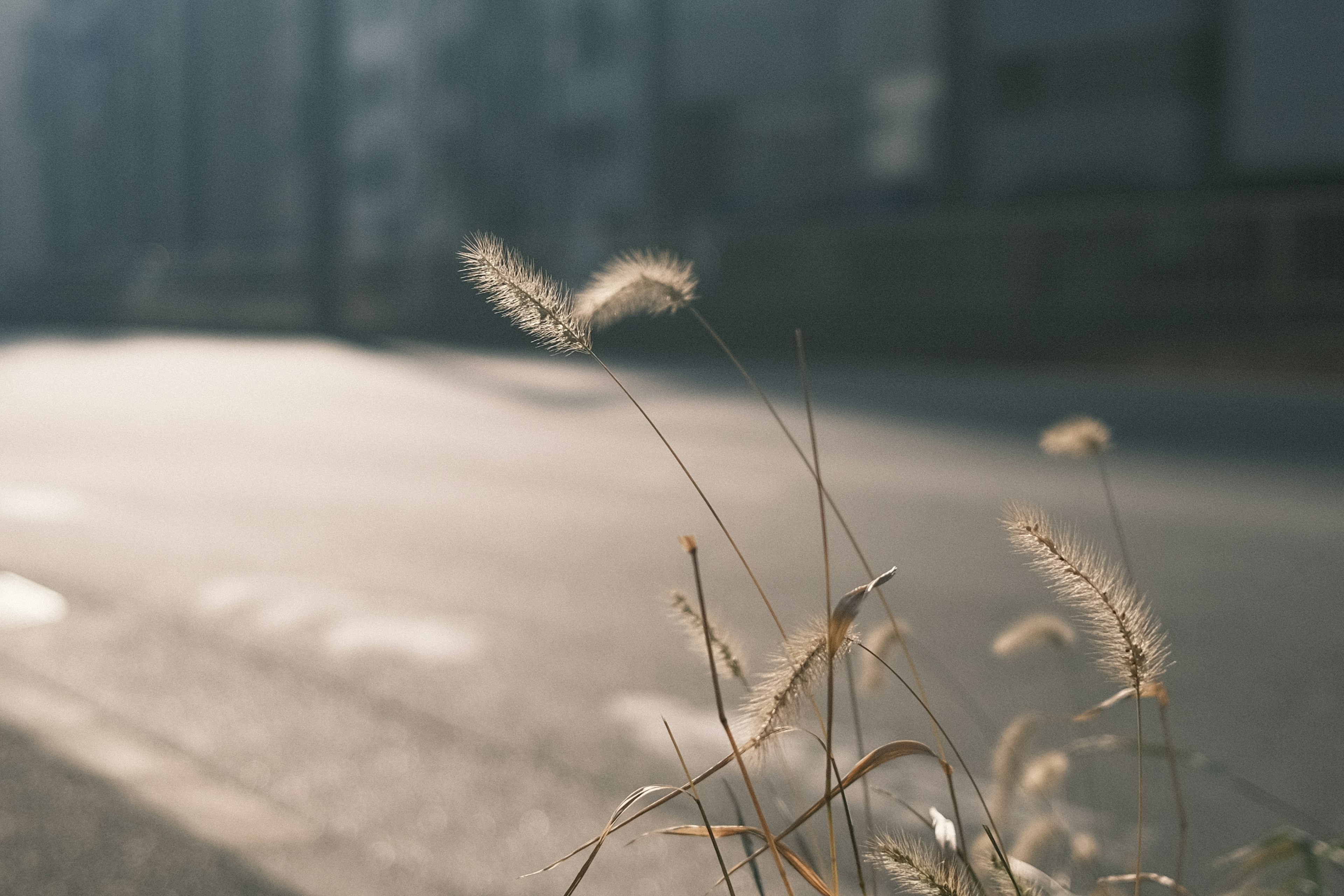 Grass with feathery spikes growing by the roadside under soft light