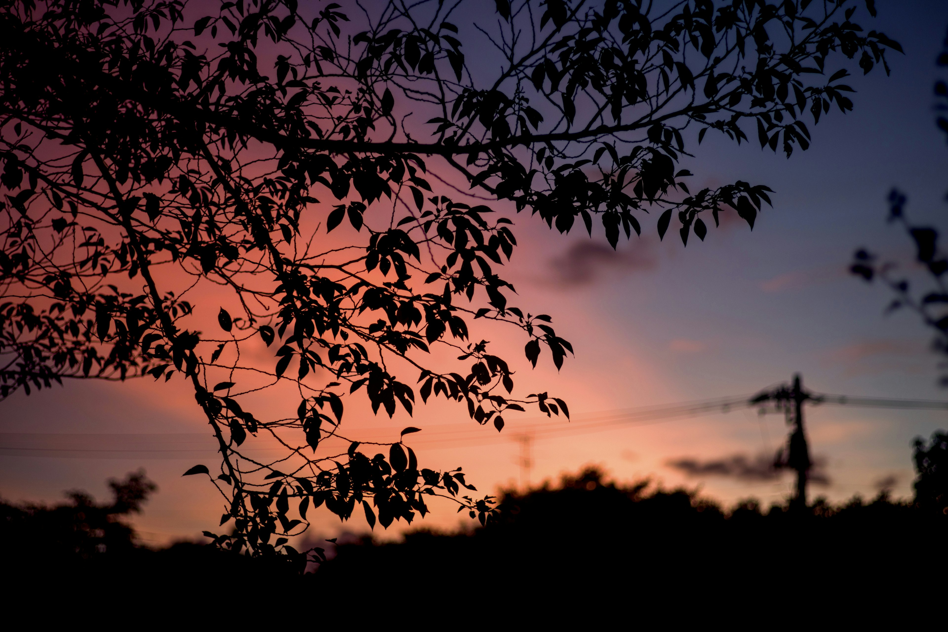 Silhouette di foglie contro un cielo di tramonto colorato